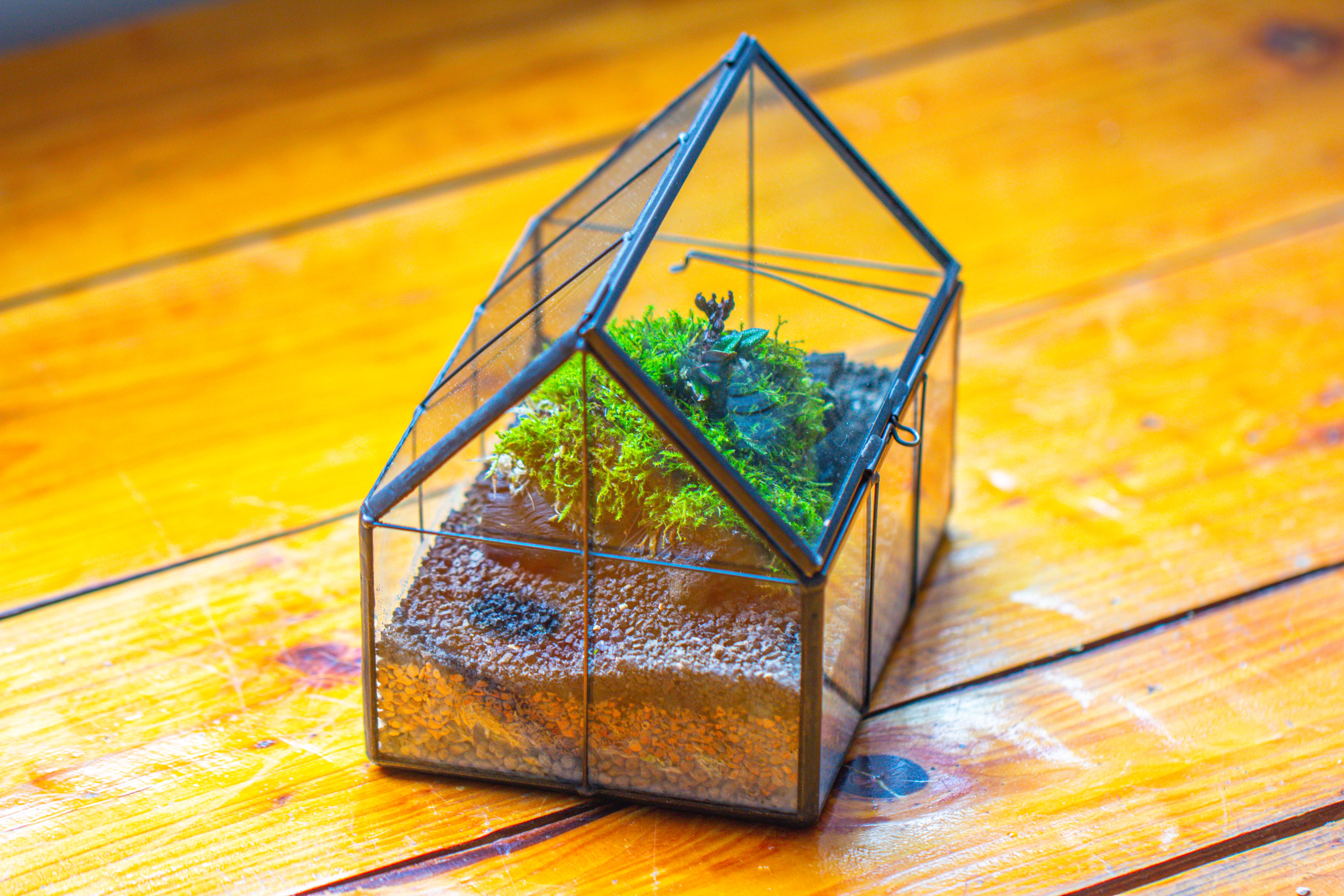 NCYP Mini Glass Terrarium with Lid House Shape Closed Planter Pot for Small Cactus, Succulents Plant - NCYPgarden