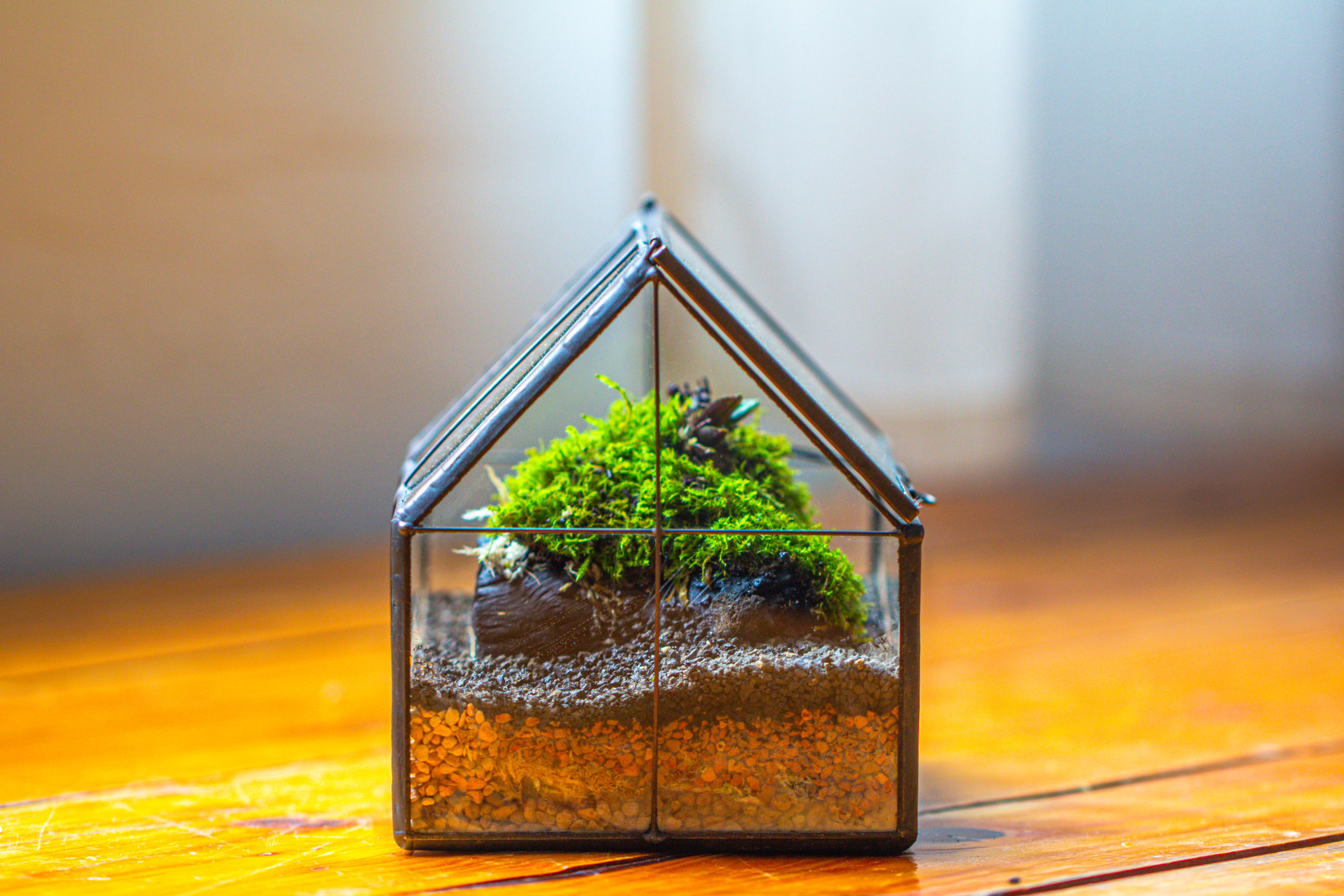 NCYP Mini Glass Terrarium with Lid House Shape Closed Planter Pot for Small Cactus, Succulents Plant - NCYPgarden