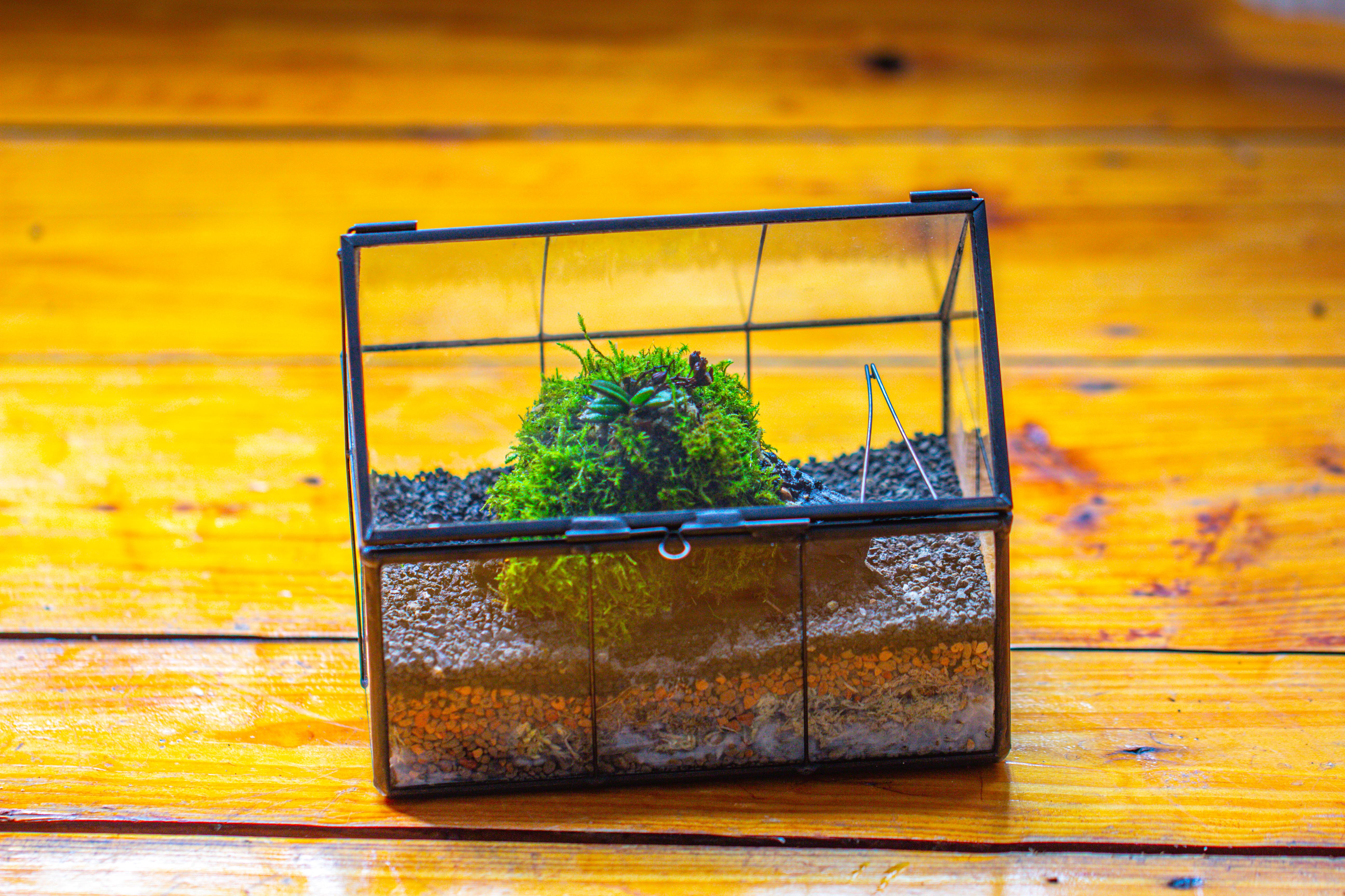 NCYP Mini Glass Terrarium with Lid House Shape Closed Planter Pot for Small Cactus, Succulents Plant - NCYPgarden