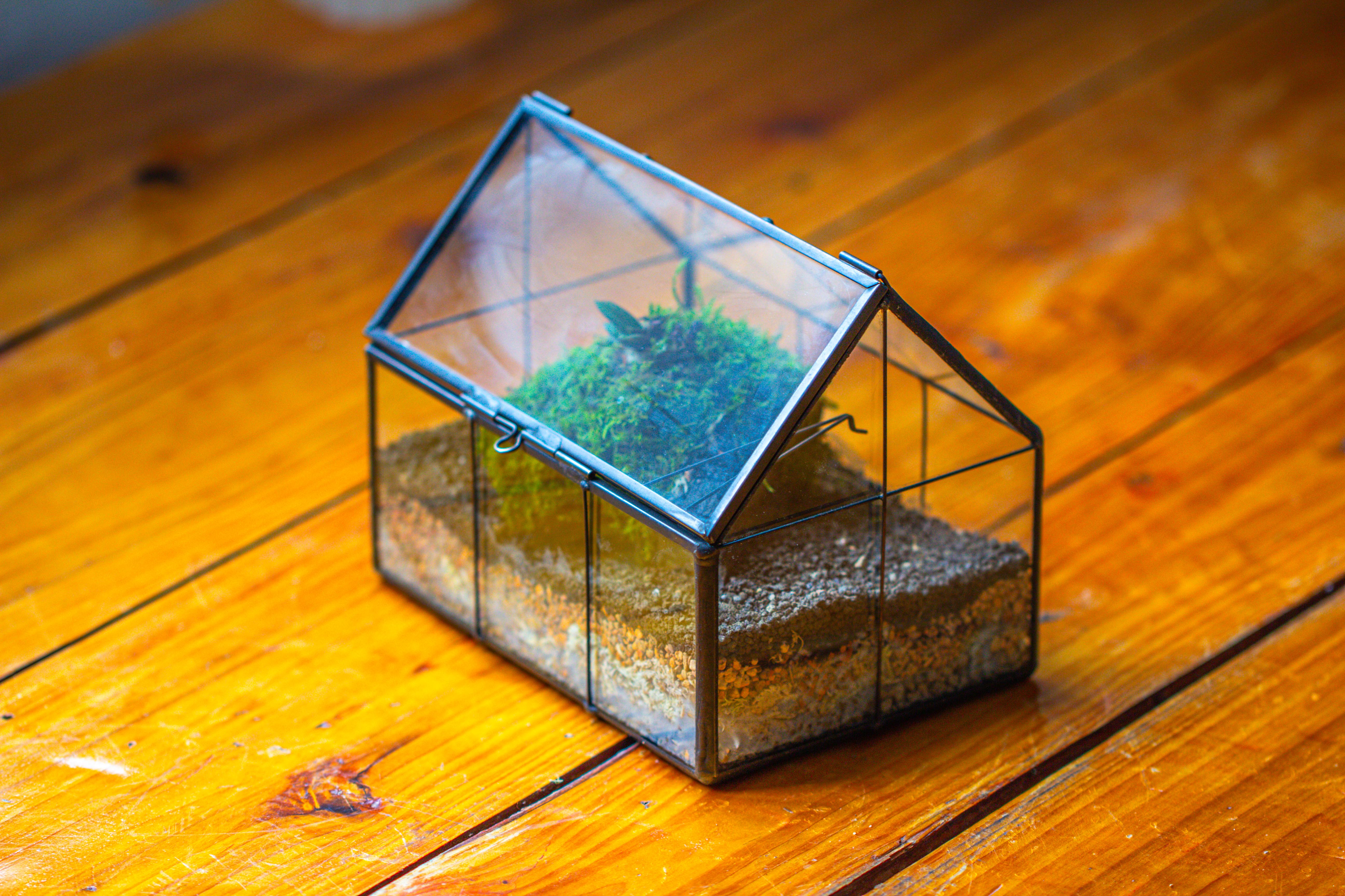 NCYP Mini Glass Terrarium with Lid House Shape Closed Planter Pot for Small Cactus, Succulents Plant - NCYPgarden