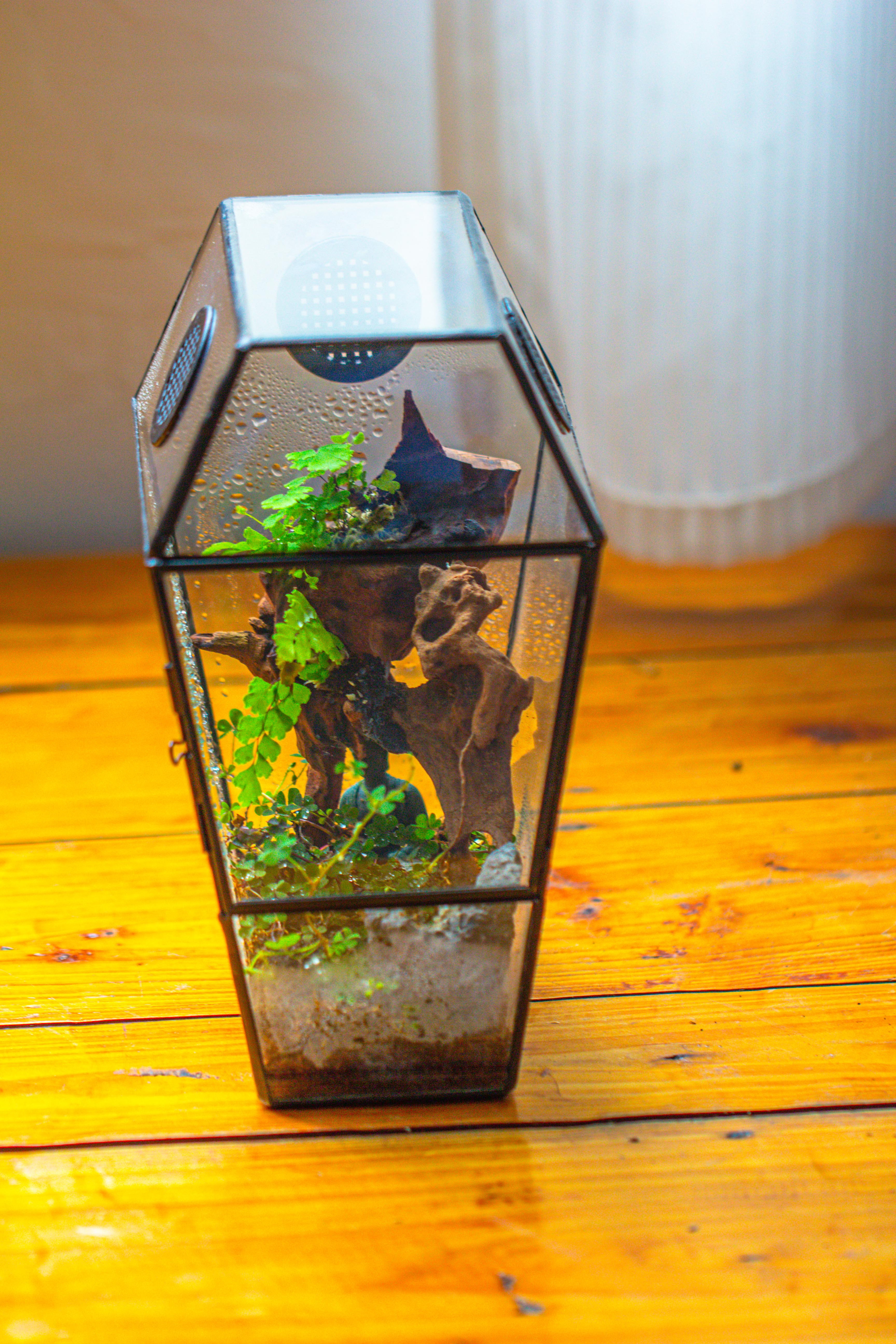 Coffin-Shaped Tin Glass Terrarium Enclosure, Gothic Style, for Jumping Spider, Insects, Snails - NCYPgarden