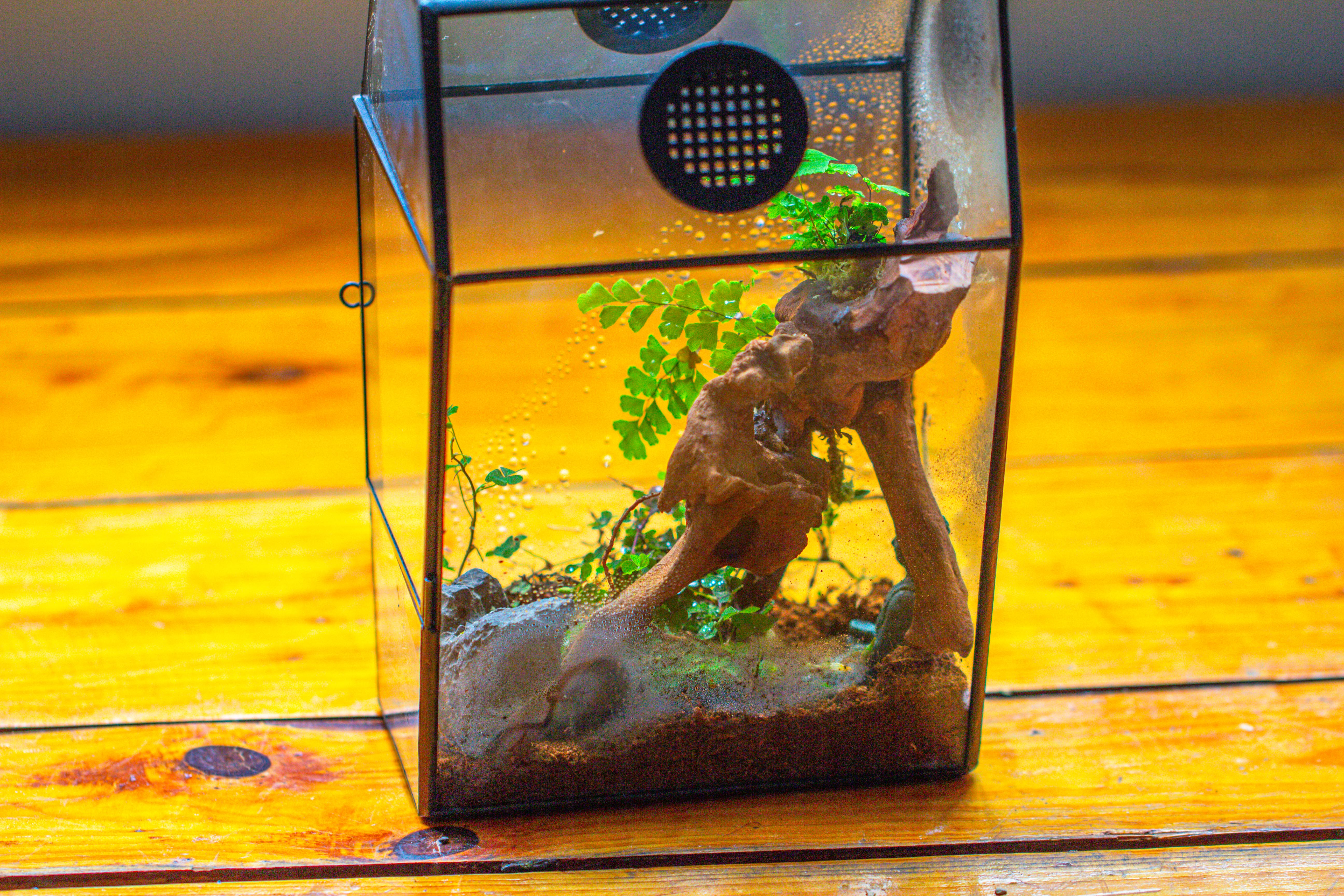 Coffin-Shaped Tin Glass Terrarium Enclosure, Gothic Style, for Jumping Spider, Insects, Snails - NCYPgarden