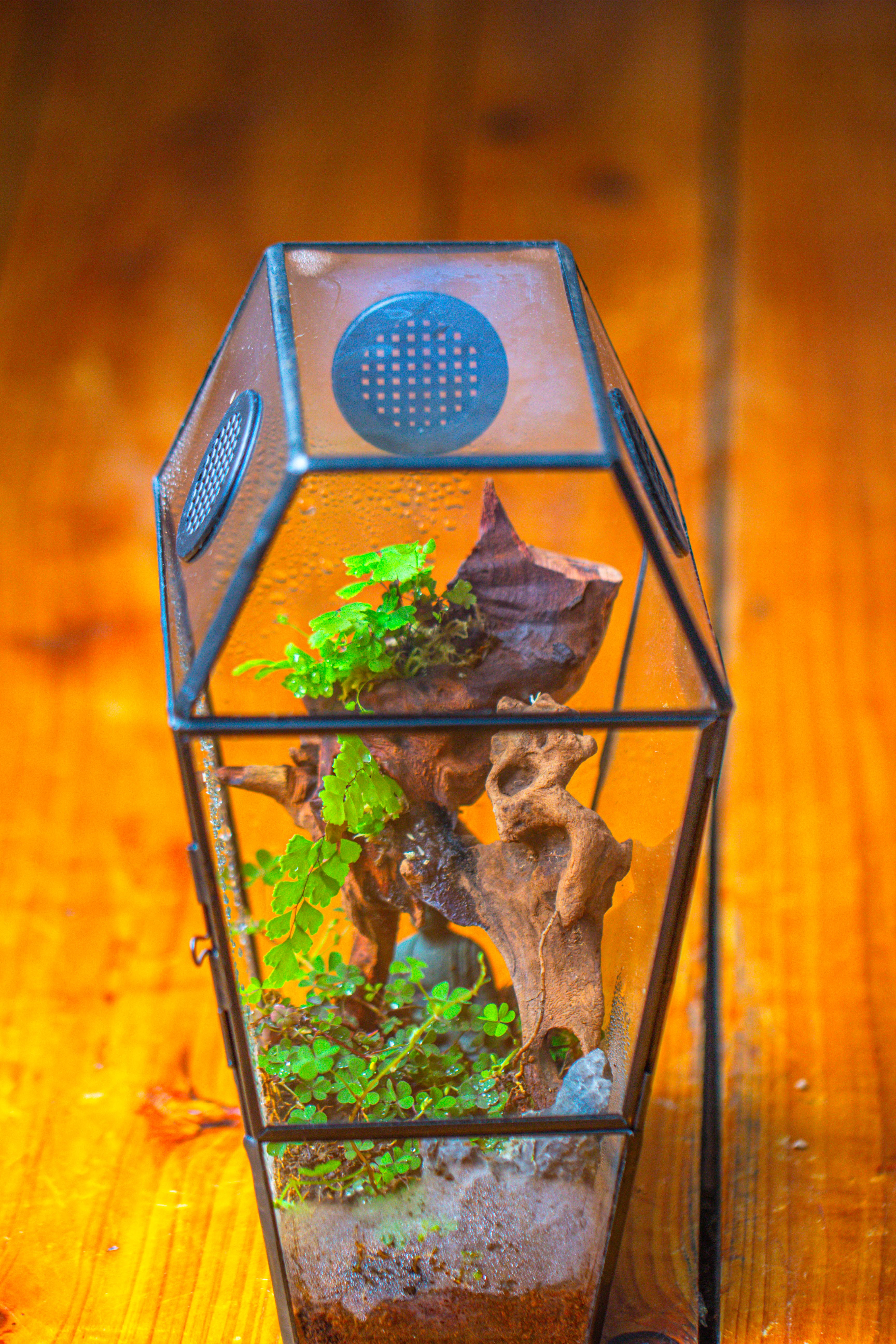 Coffin-Shaped Tin Glass Terrarium Enclosure, Gothic Style, for Jumping Spider, Insects, Snails - NCYPgarden