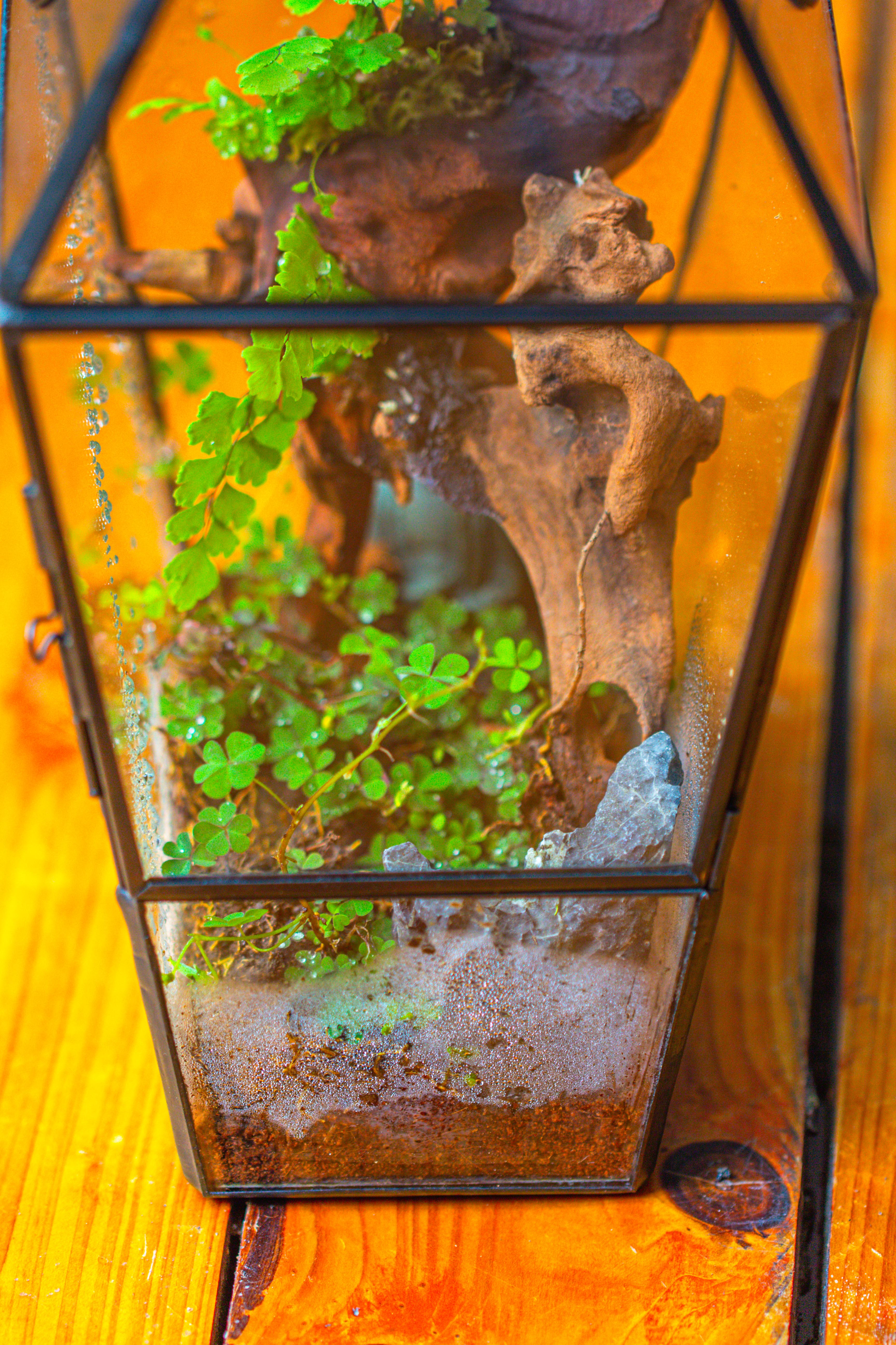 Coffin-Shaped Tin Glass Terrarium Enclosure, Gothic Style, for Jumping Spider, Insects, Snails - NCYPgarden