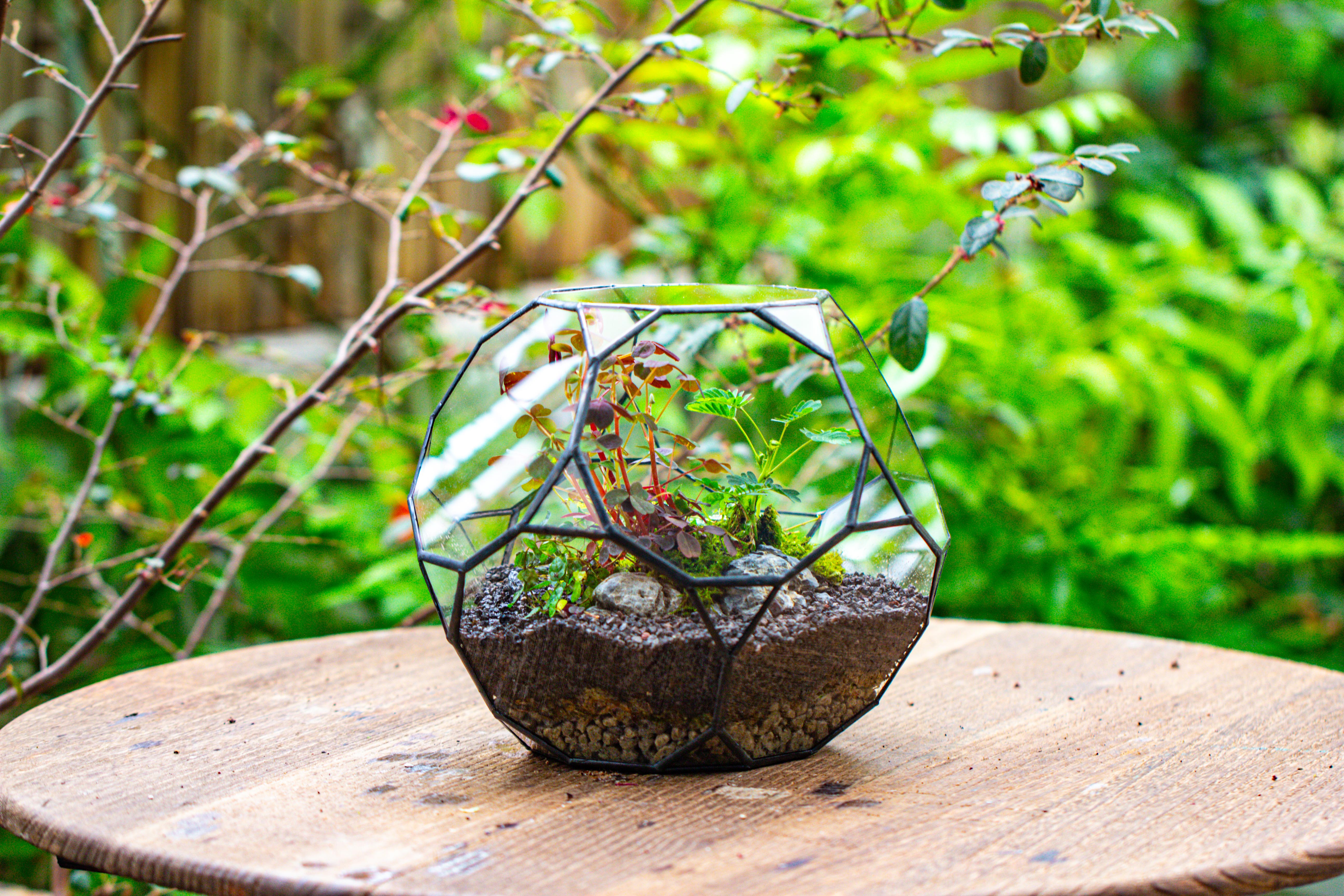 Glass Geometric Terrarium, 32 face , Open, Truncated Dodecahedron - NCYPgarden