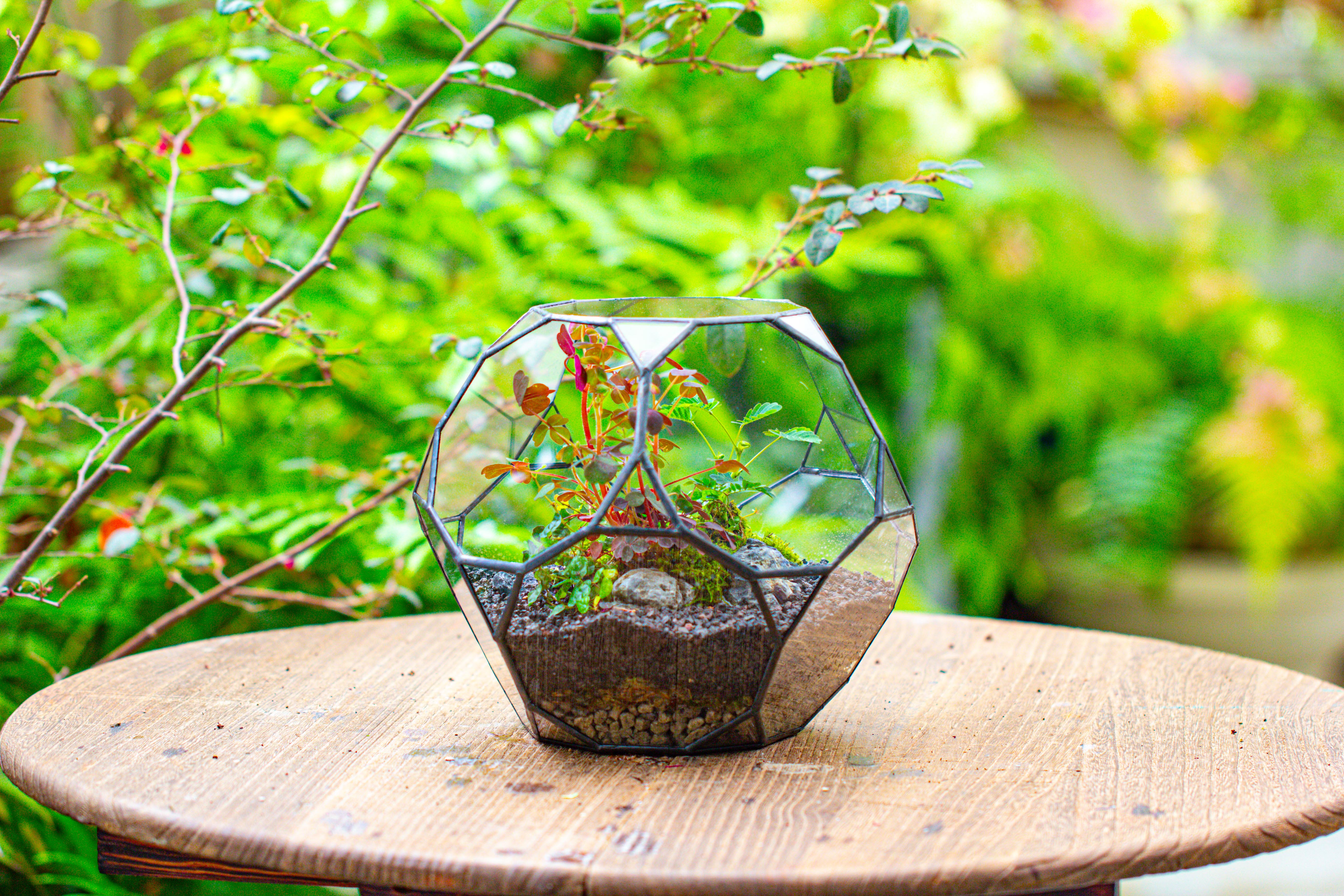 Glass Geometric Terrarium, 32 face , Open, Truncated Dodecahedron - NCYPgarden