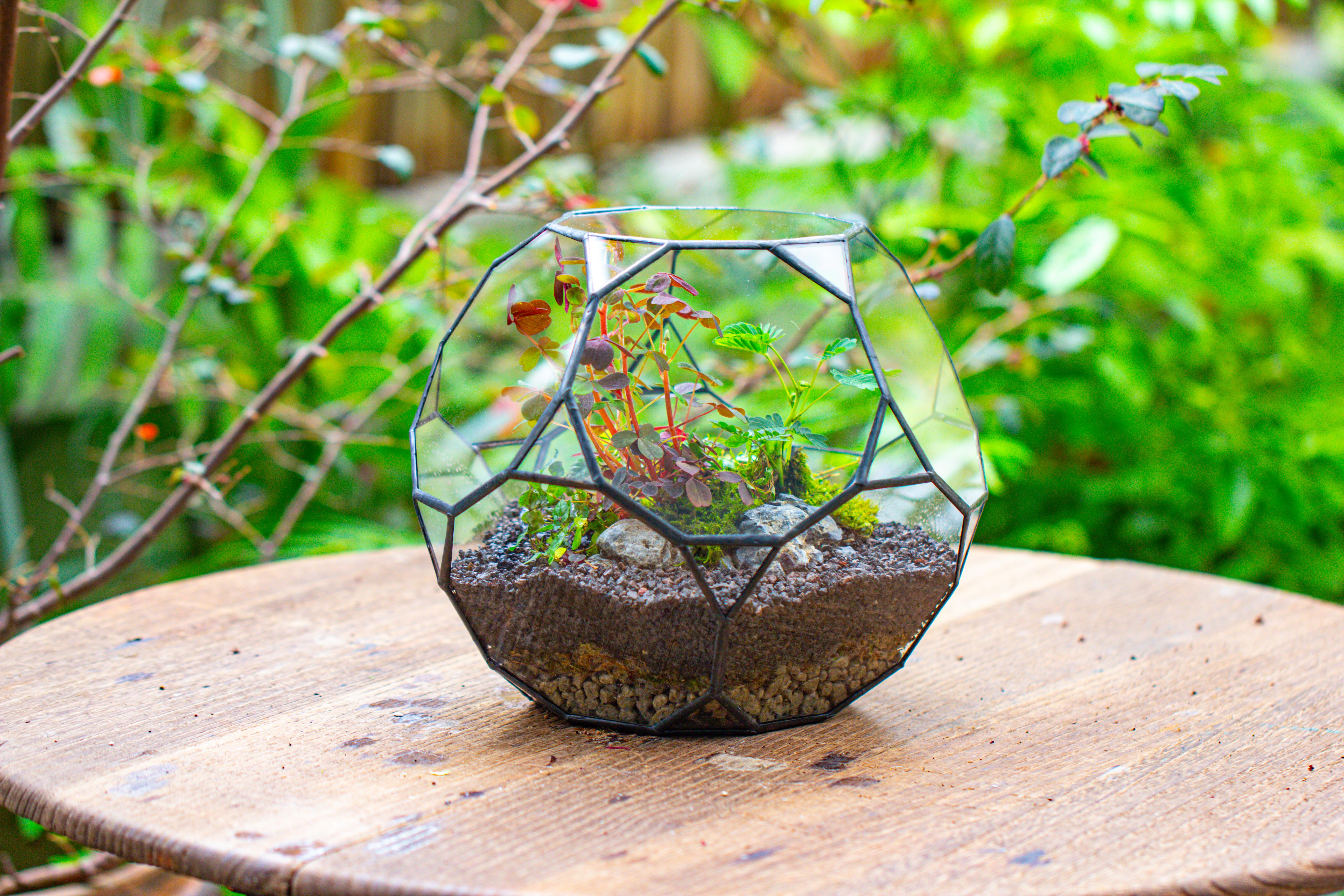 Glass Geometric Terrarium, 32 face , Open, Truncated Dodecahedron - NCYPgarden