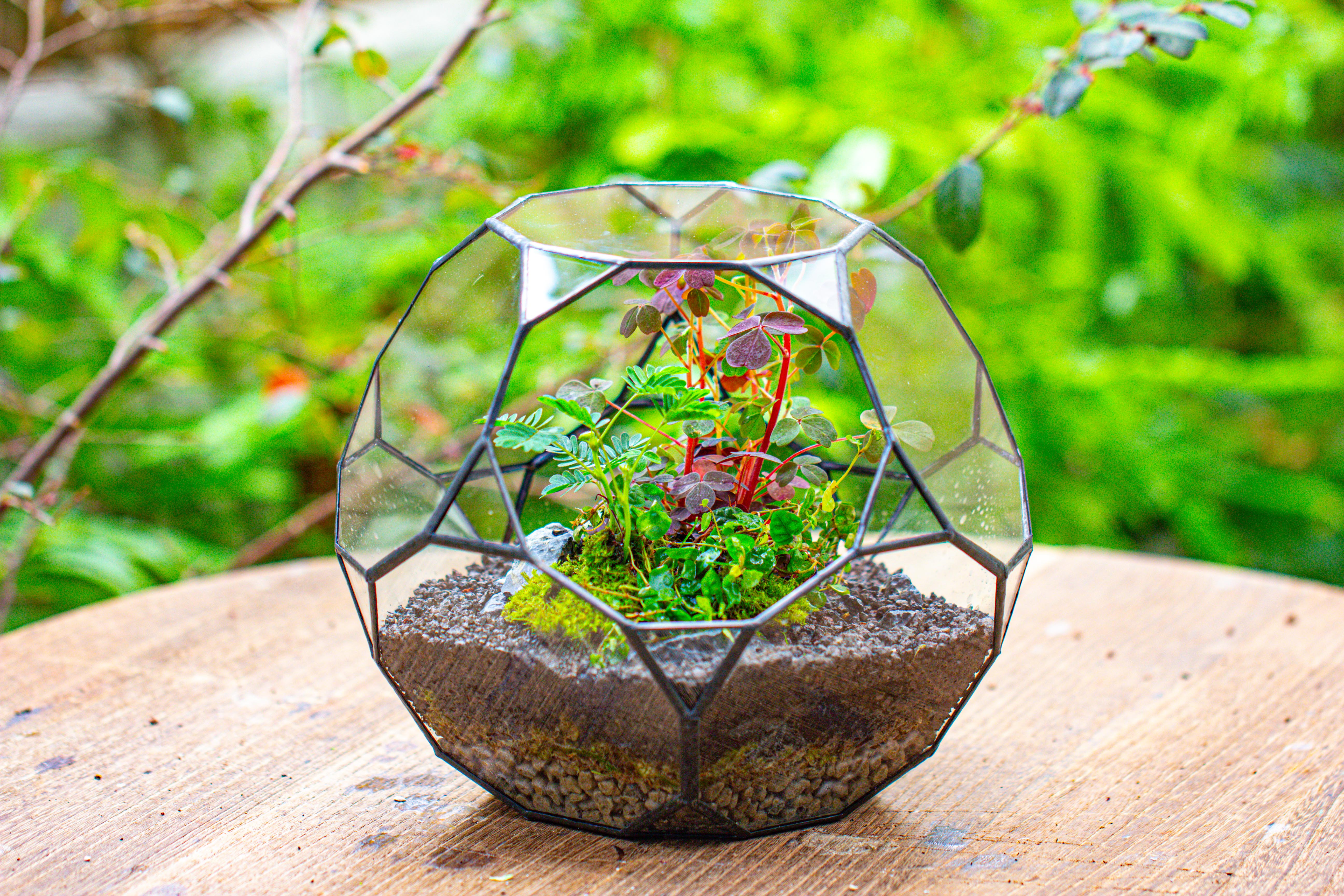 Glass Geometric Terrarium, 32 face , Open, Truncated Dodecahedron - NCYPgarden