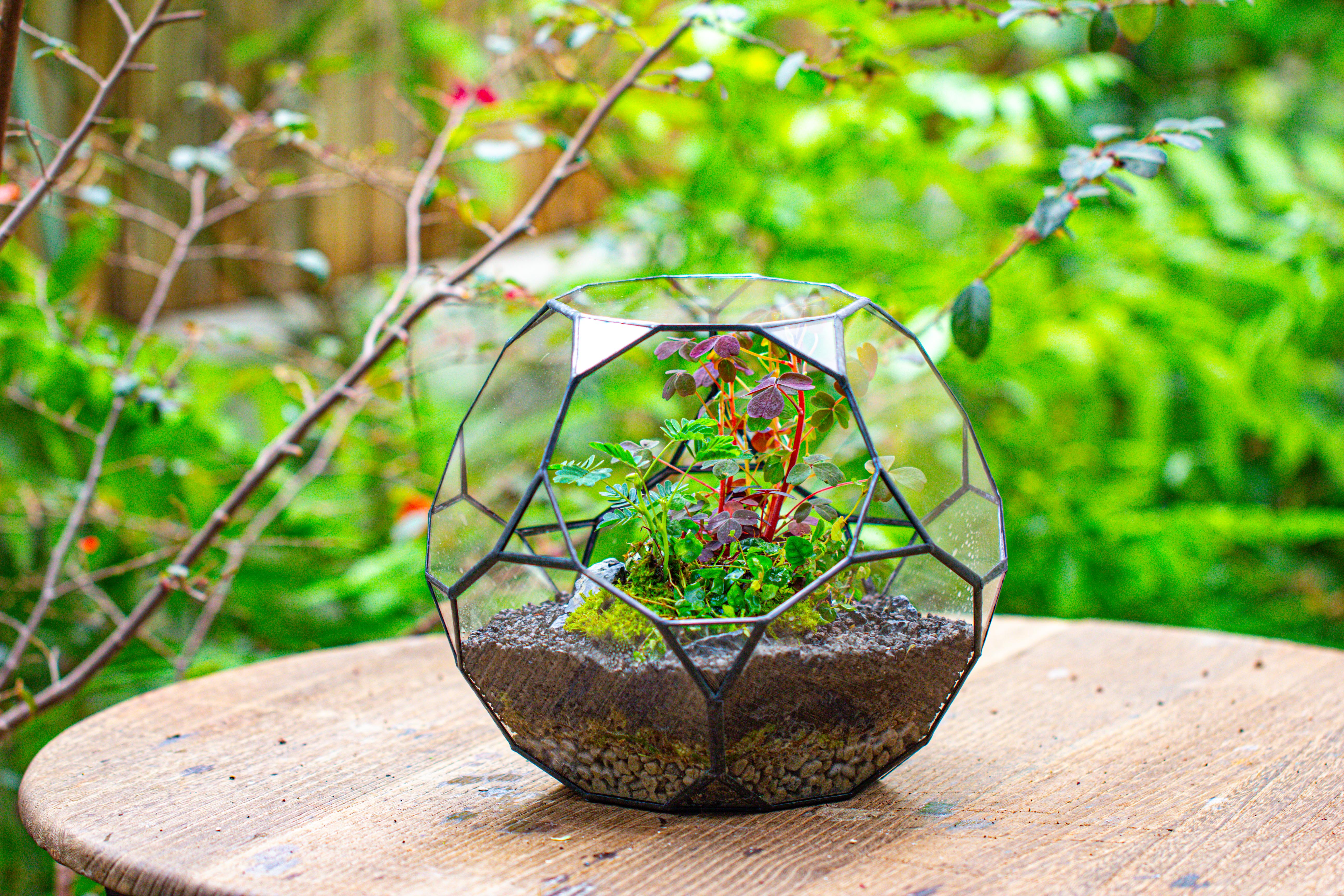 Glass Geometric Terrarium, 32 face , Open, Truncated Dodecahedron - NCYPgarden