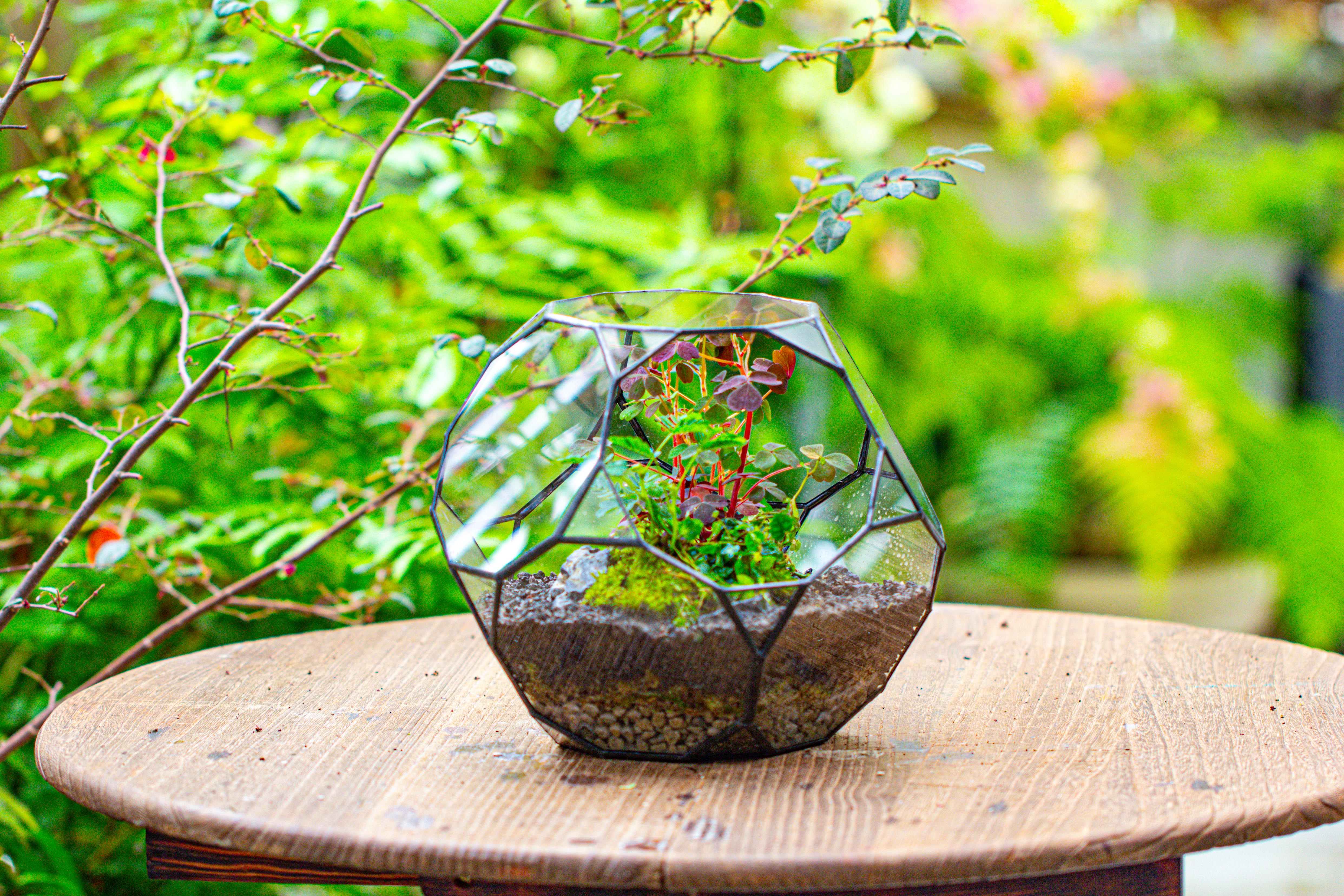 Glass Geometric Terrarium, 32 face , Open, Truncated Dodecahedron - NCYPgarden