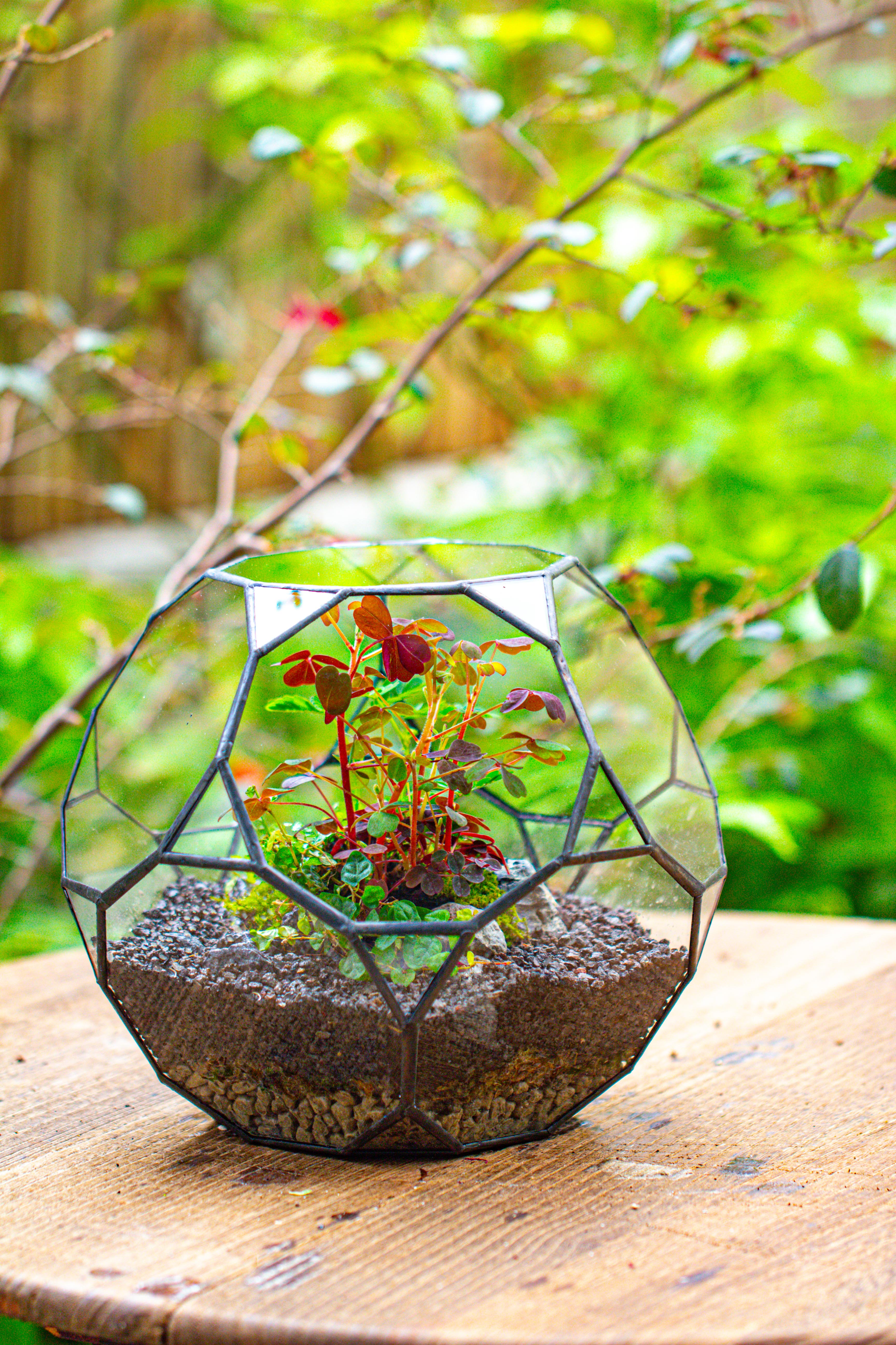 Glass Geometric Terrarium, 32 face , Open, Truncated Dodecahedron - NCYPgarden