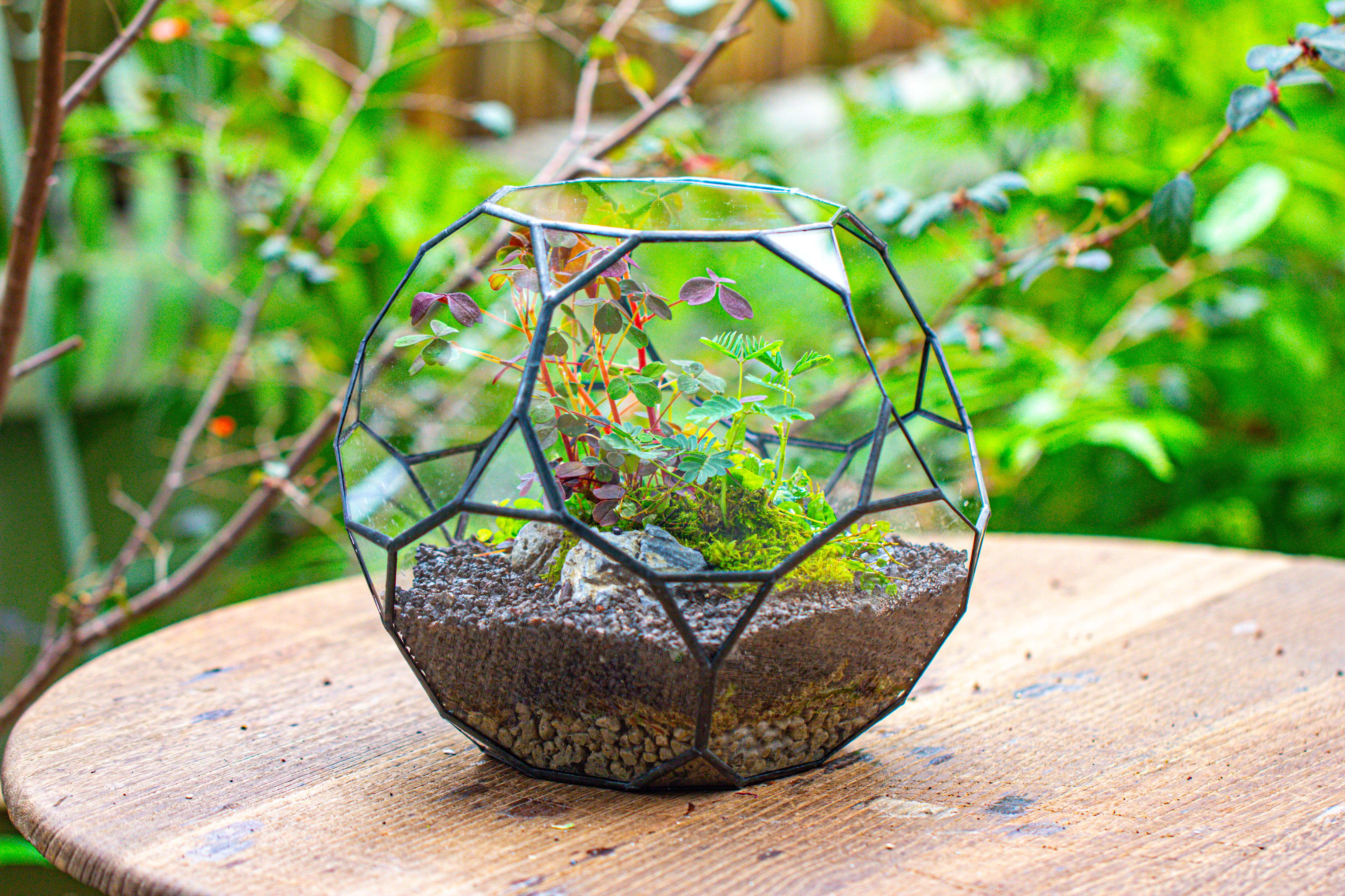 Glass Geometric Terrarium, 32 face , Open, Truncated Dodecahedron - NCYPgarden