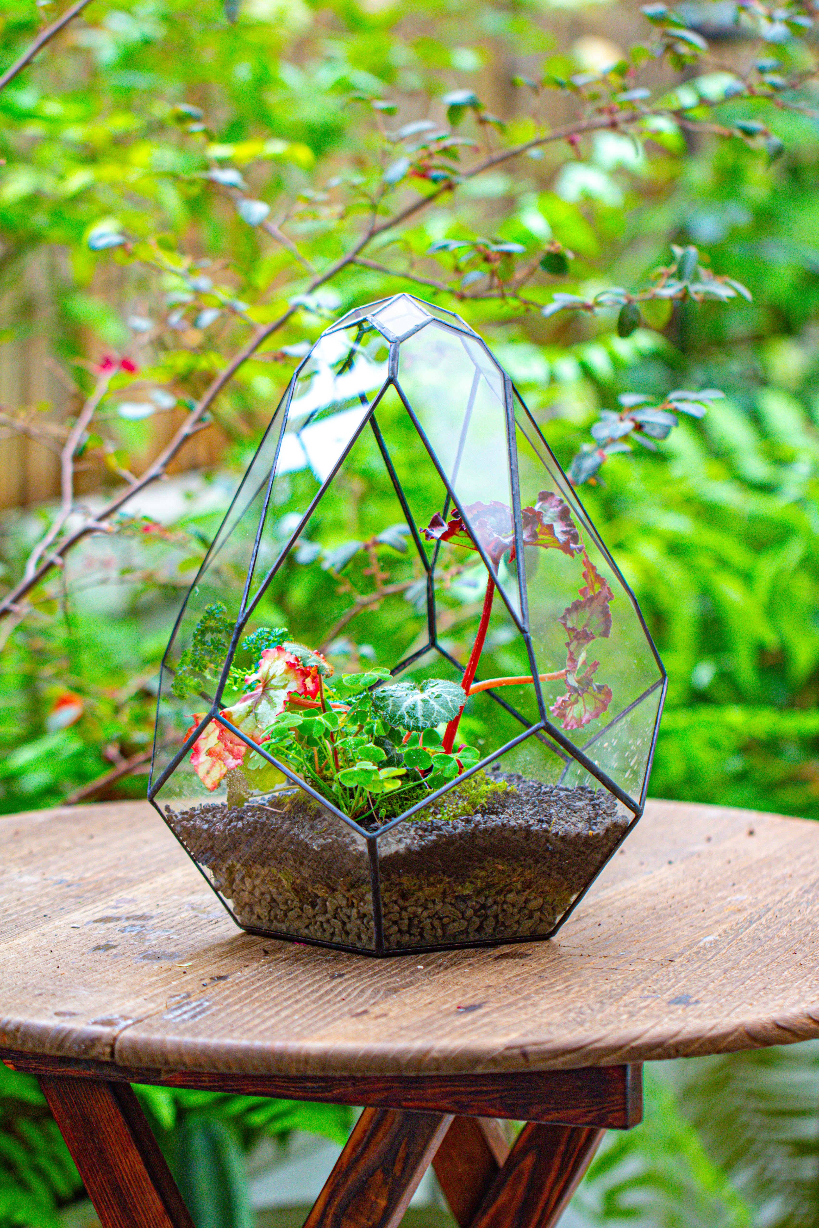 13" Large Teardrop Geometric Terrarium, Open - NCYPgarden