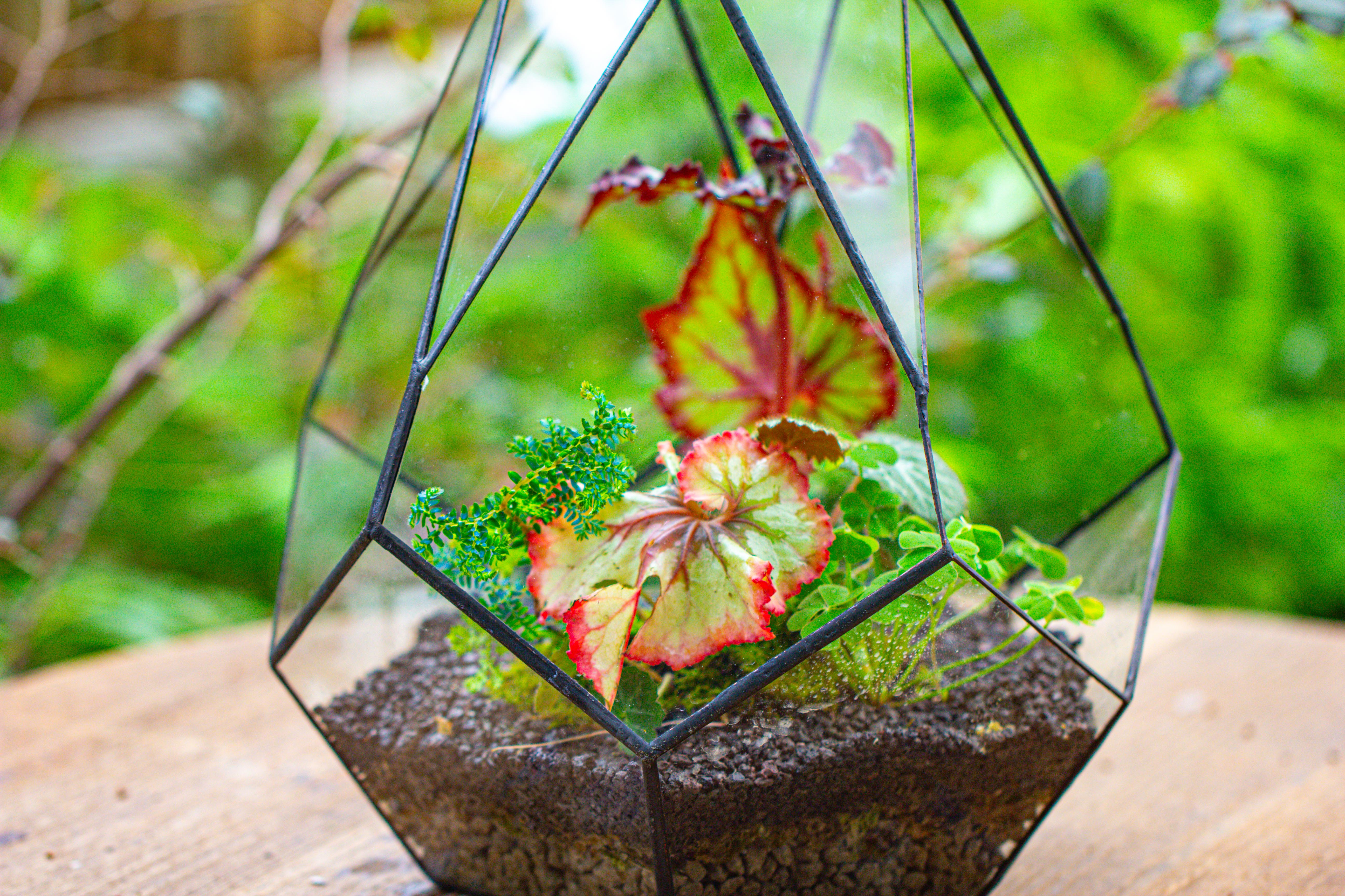 13" Large Teardrop Geometric Terrarium, Open - NCYPgarden