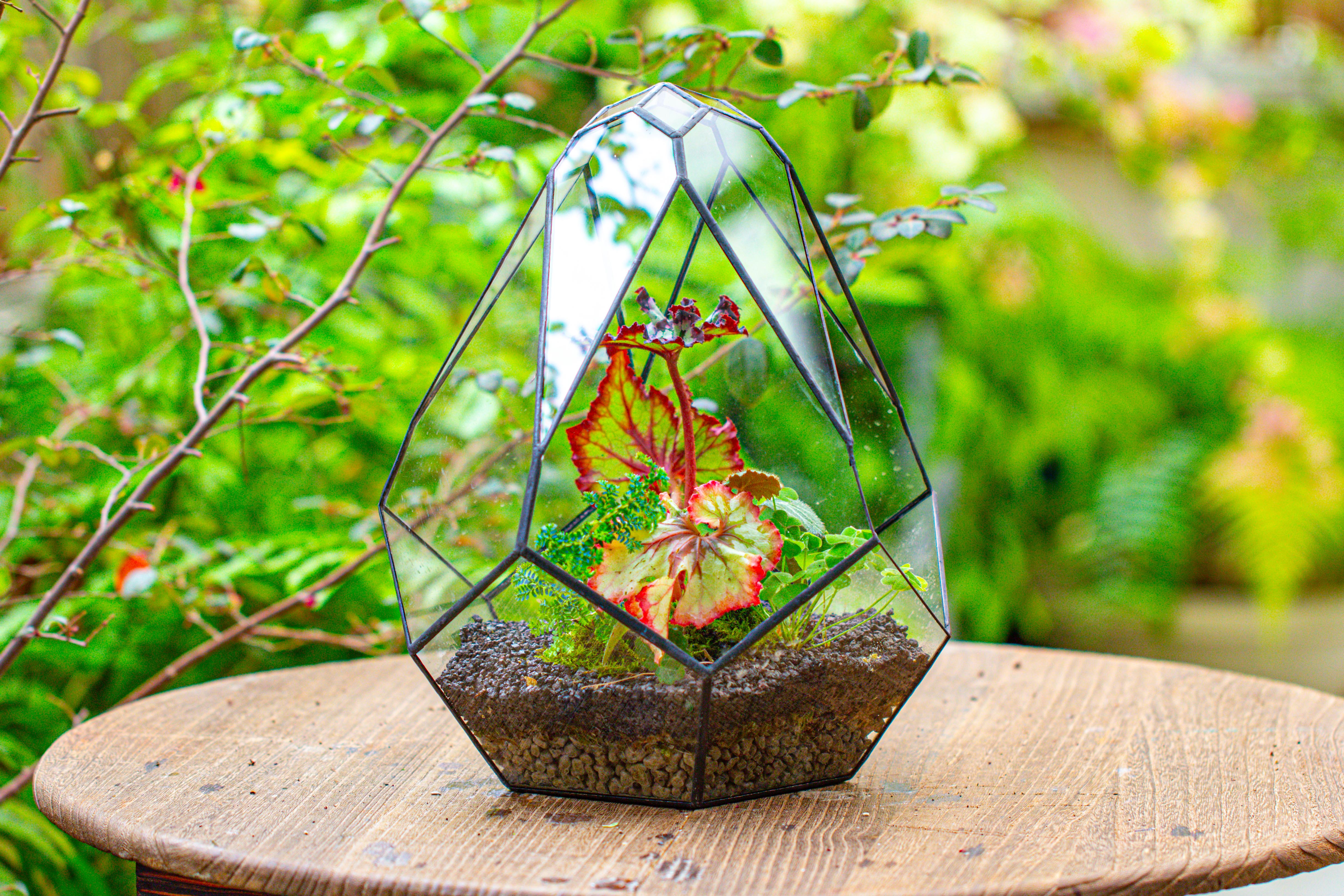 13" Large Teardrop Geometric Terrarium, Open - NCYPgarden