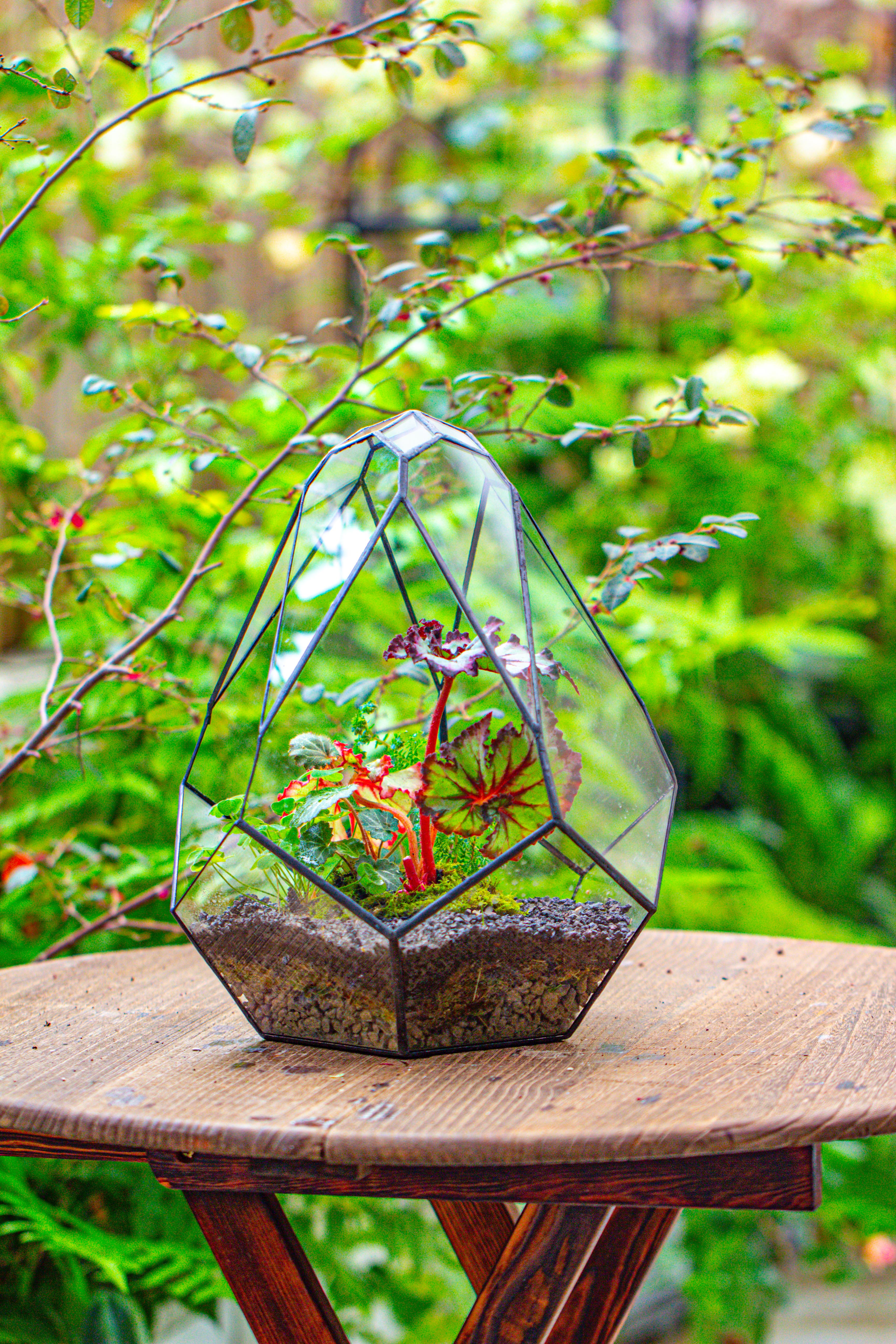 13" Large Teardrop Geometric Terrarium, Open - NCYPgarden