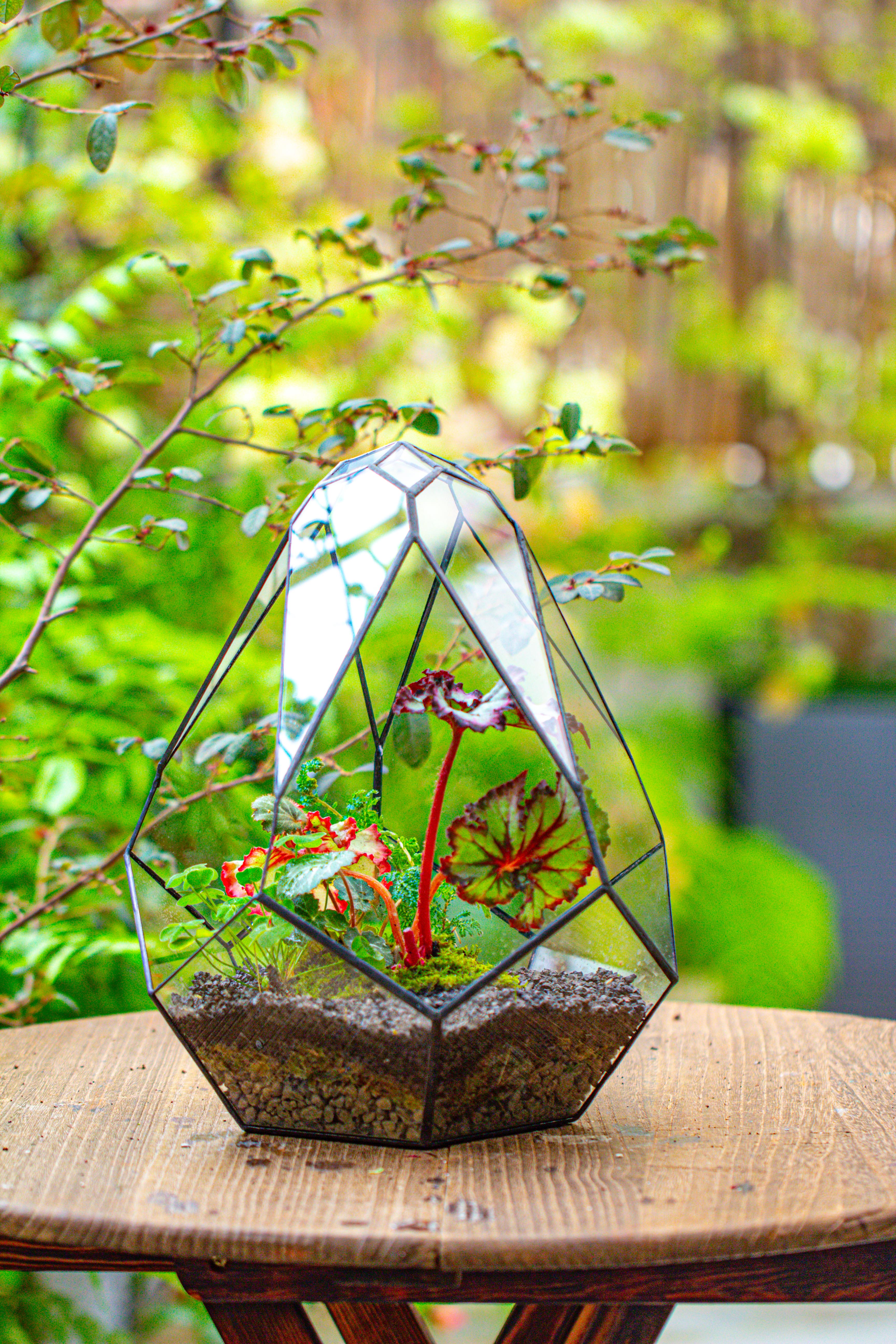 13" Large Teardrop Geometric Terrarium, Open - NCYPgarden
