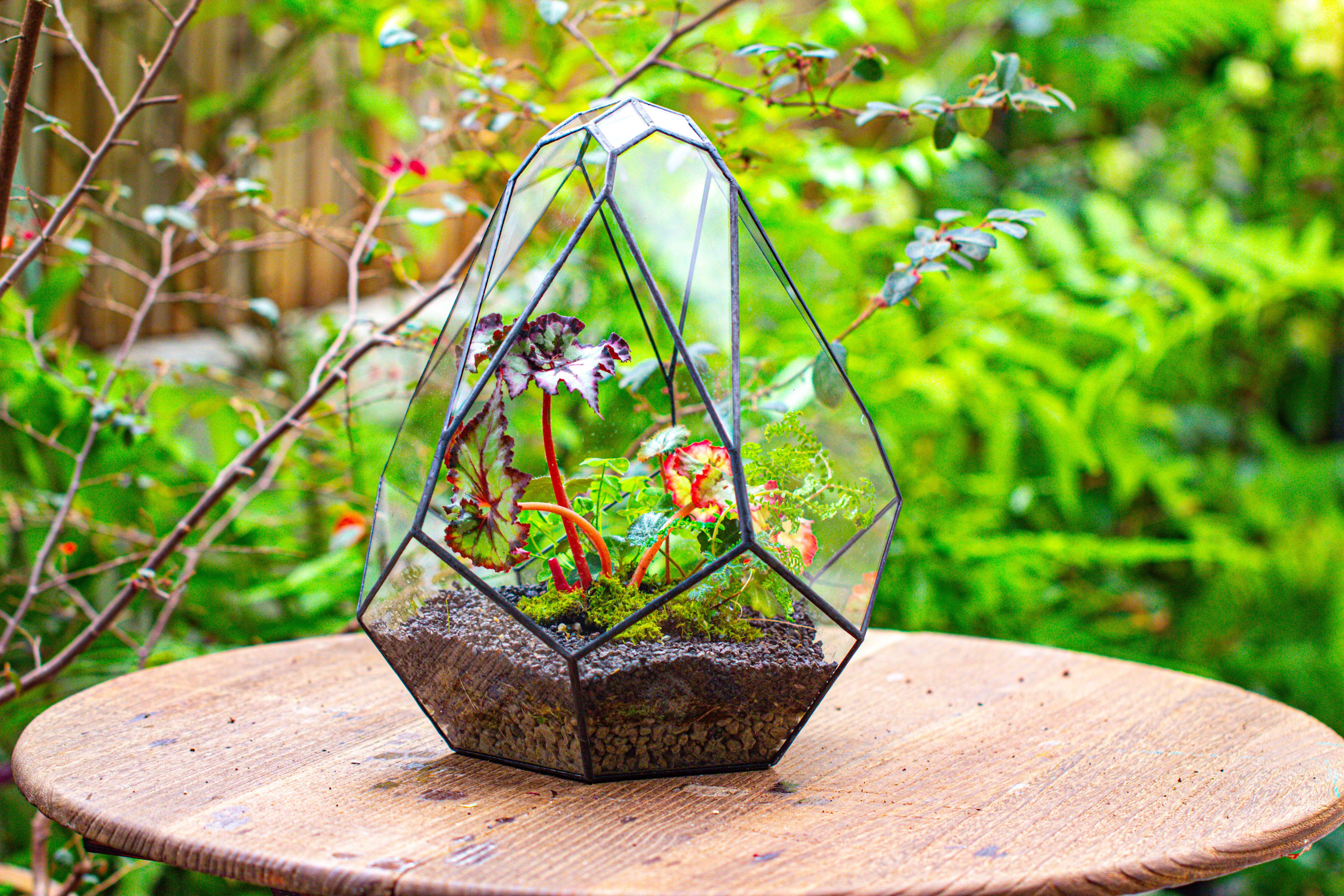 13" Large Teardrop Geometric Terrarium, Open - NCYPgarden