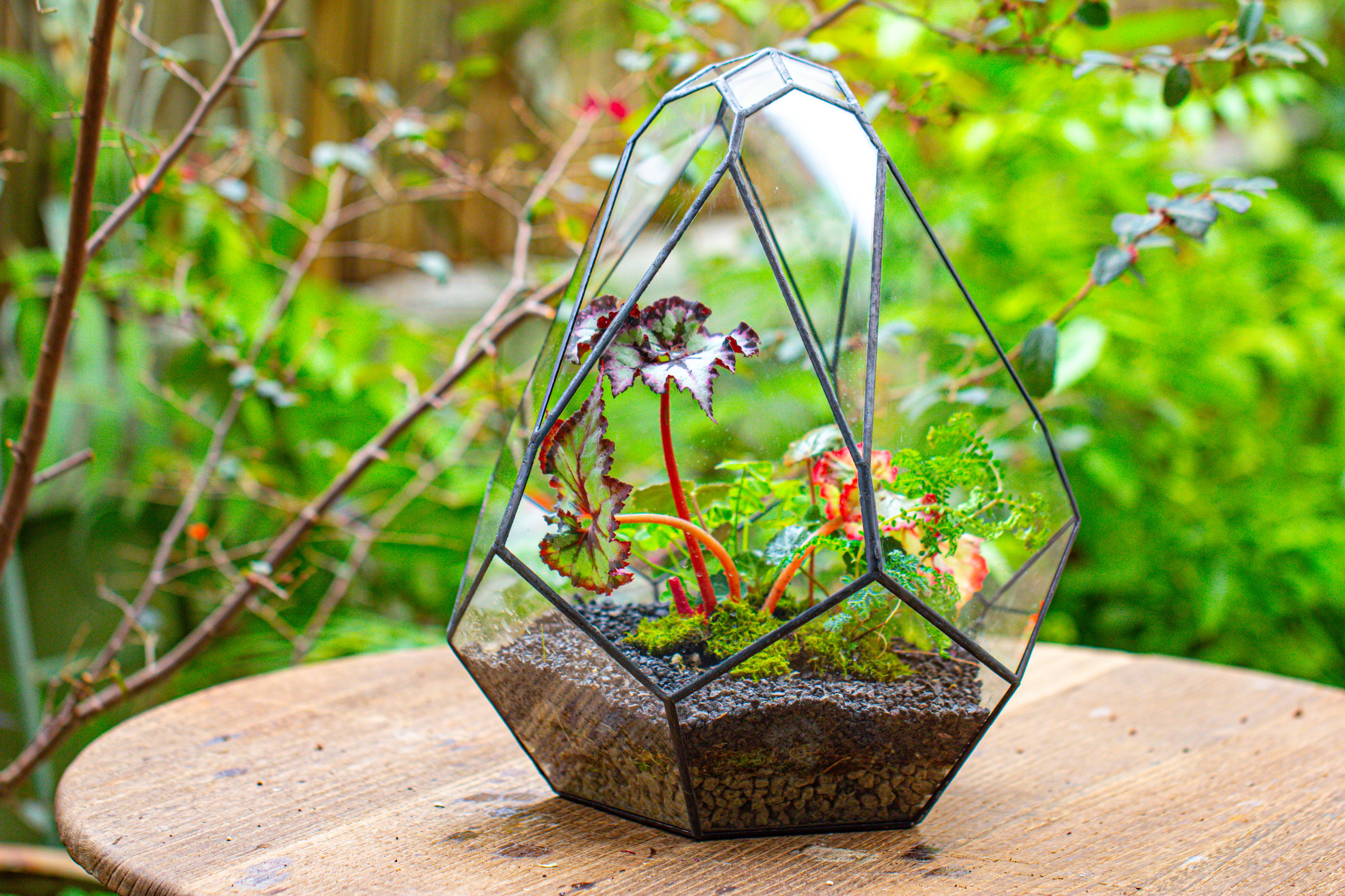 13" Large Teardrop Geometric Terrarium, Open - NCYPgarden
