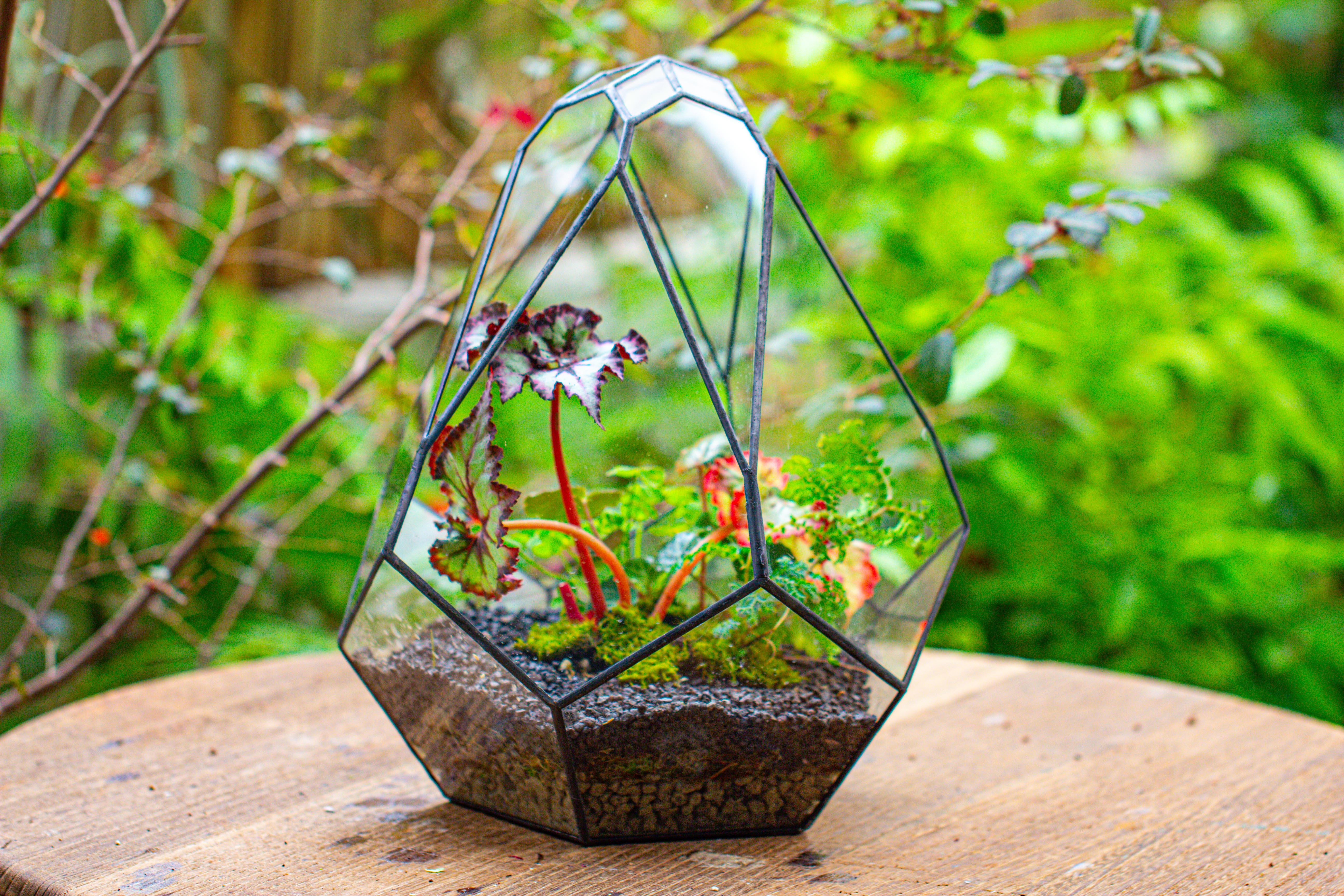13" Large Teardrop Geometric Terrarium, Open - NCYPgarden