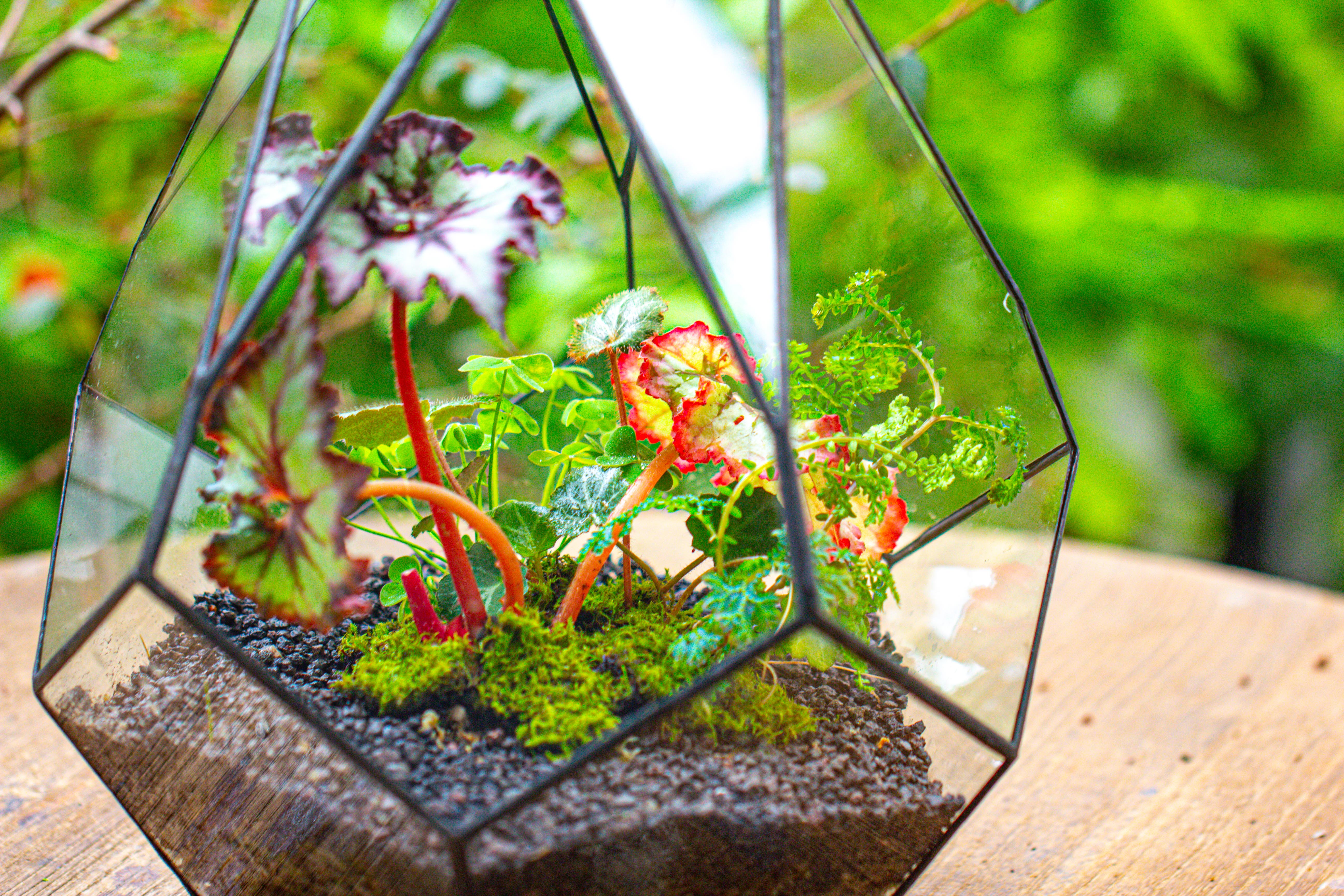 13" Large Teardrop Geometric Terrarium, Open - NCYPgarden