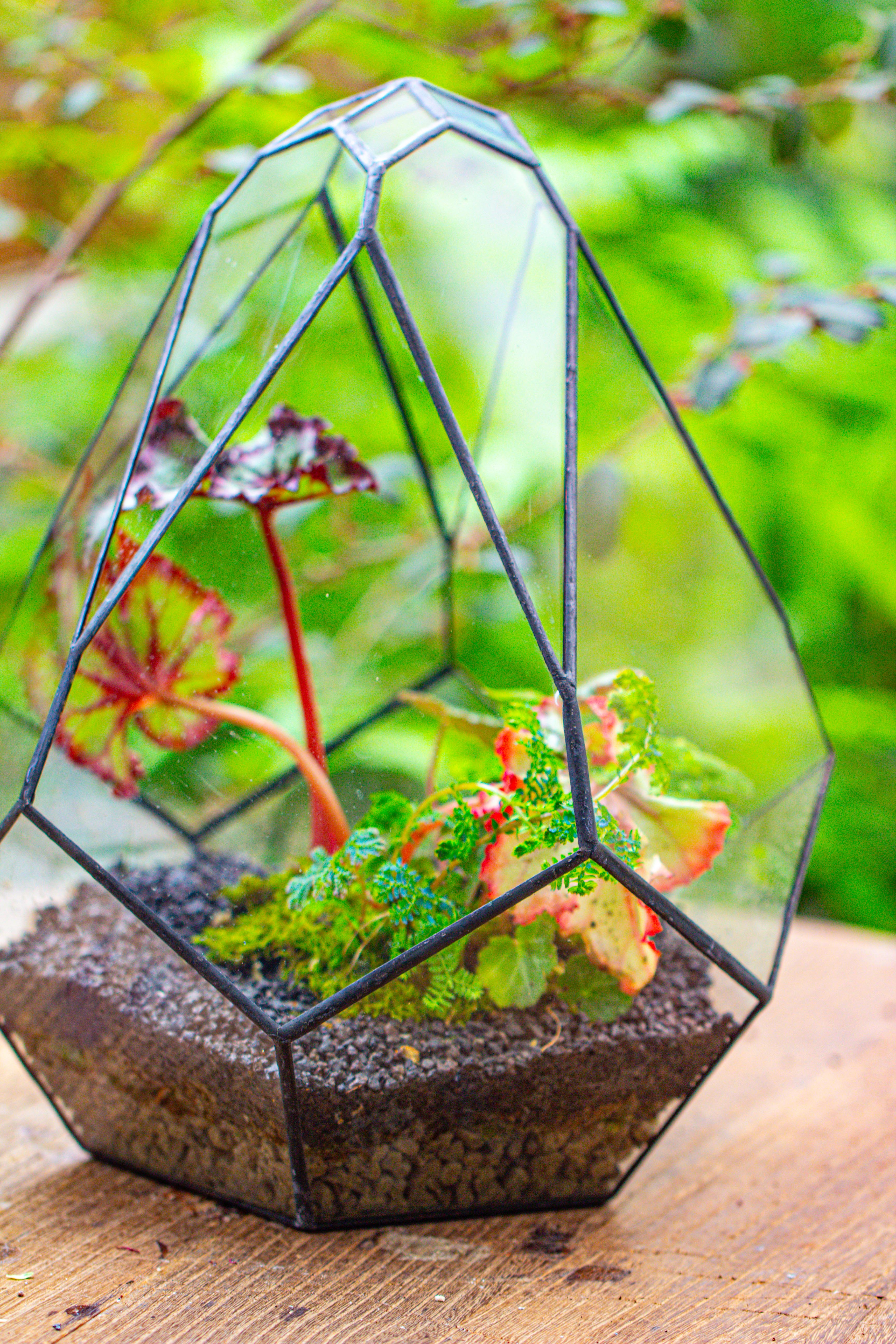 13" Large Teardrop Geometric Terrarium, Open - NCYPgarden