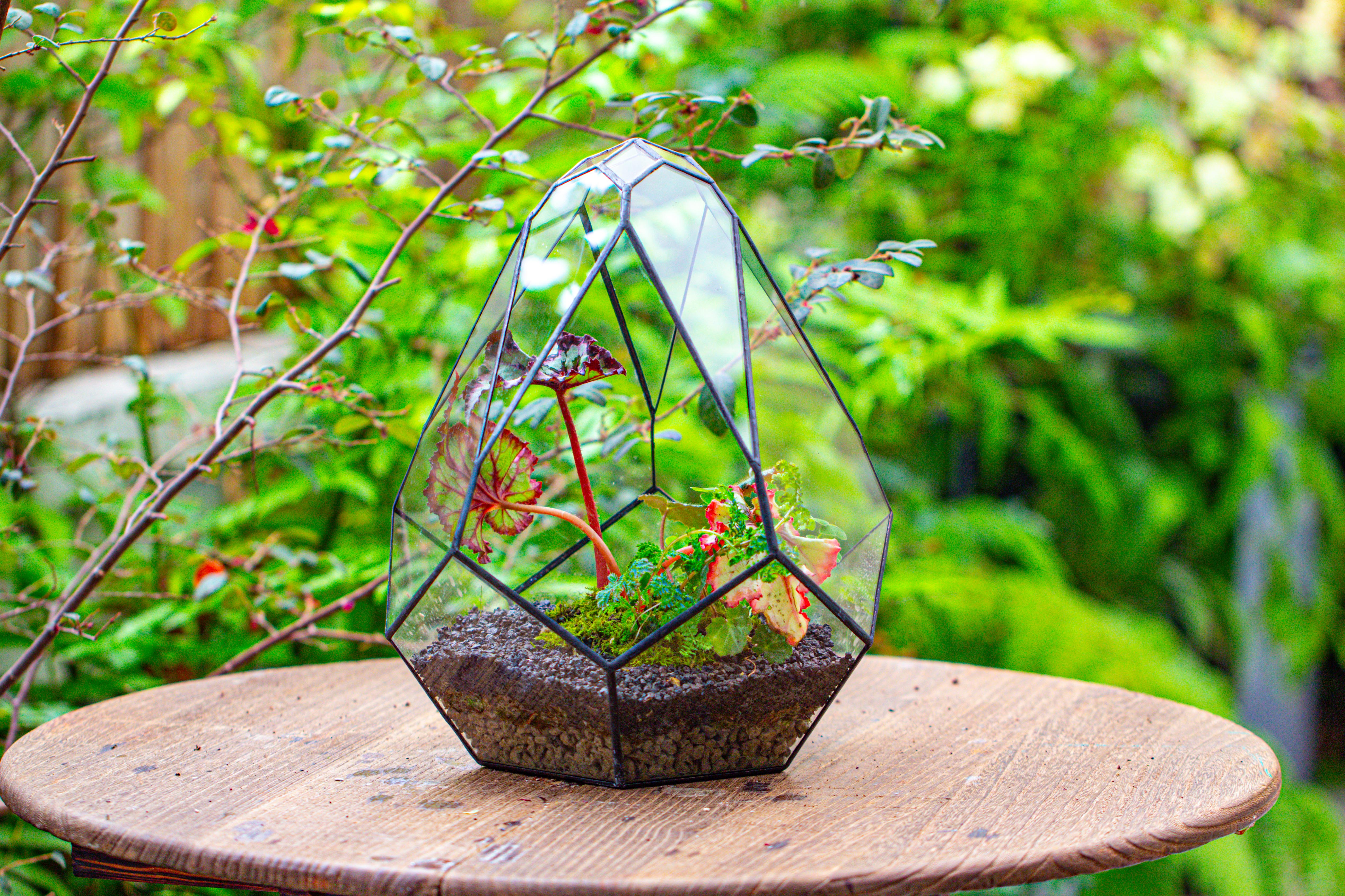 13" Large Teardrop Geometric Terrarium, Open - NCYPgarden