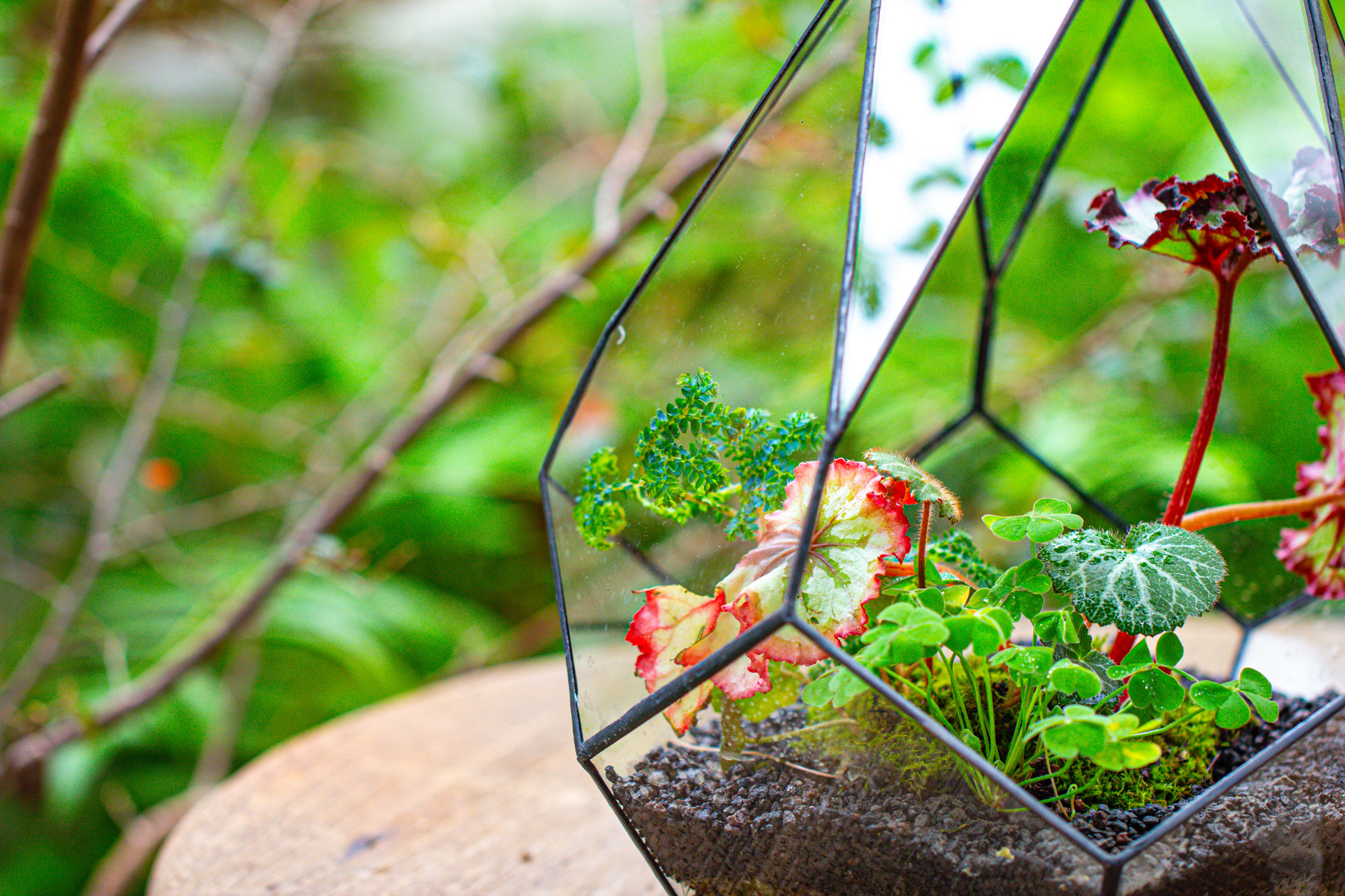 13" Large Teardrop Geometric Terrarium, Open - NCYPgarden