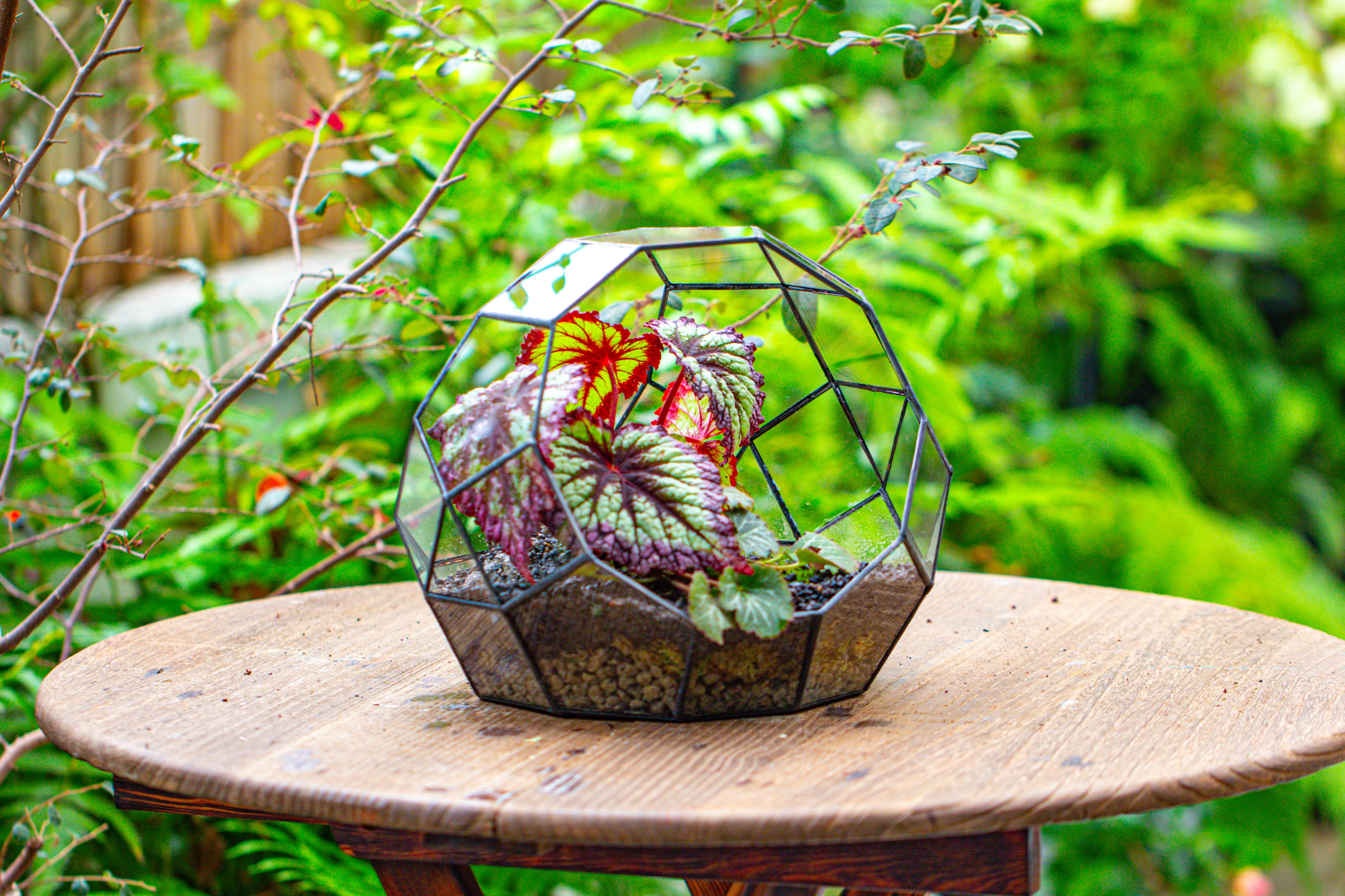 Glass Geometric Moon Terrarium,  Open - NCYPgarden