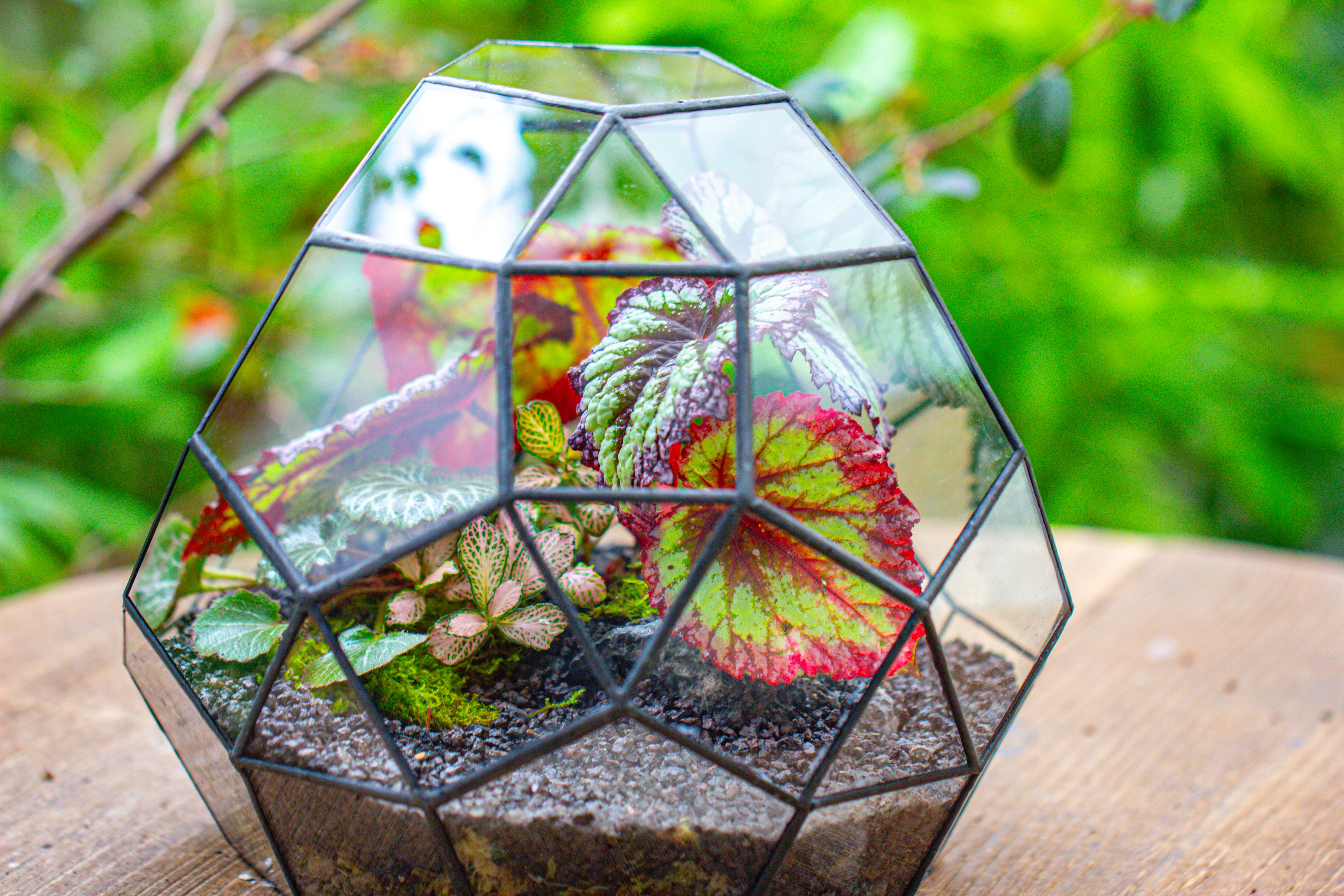 Glass Geometric Moon Terrarium,  Open - NCYPgarden