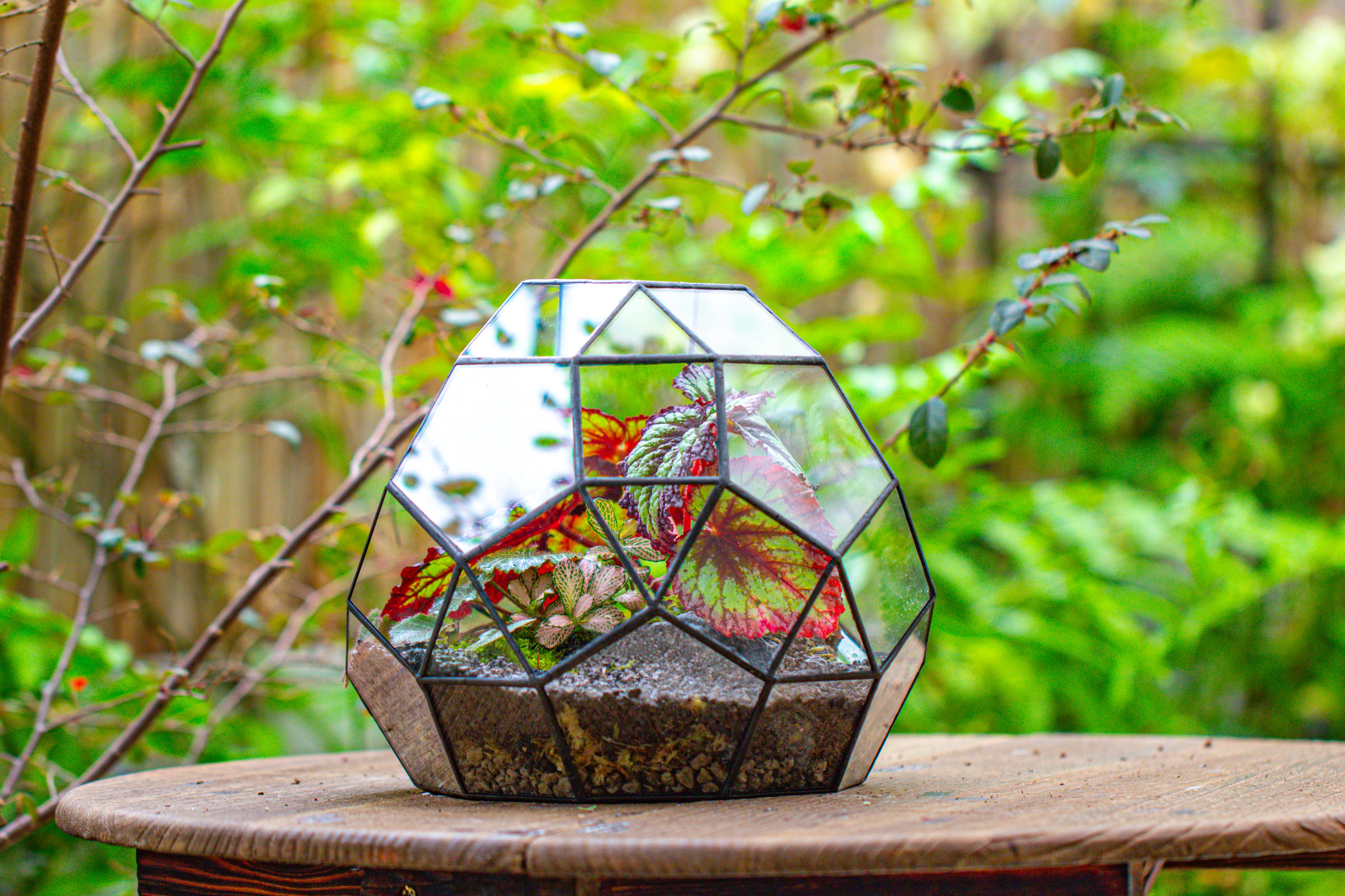 Glass Geometric Moon Terrarium,  Open - NCYPgarden