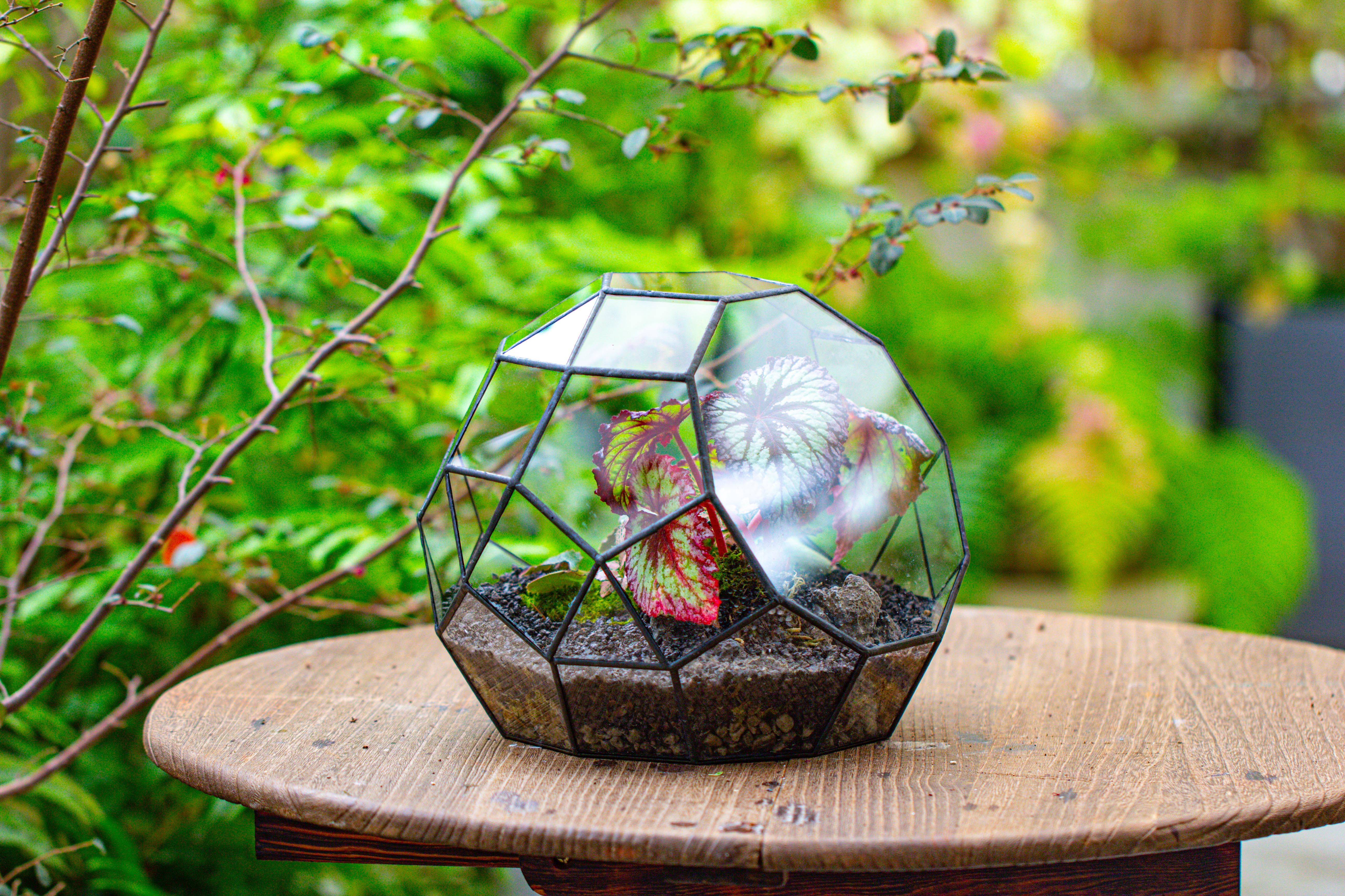 Glass Geometric Moon Terrarium,  Open - NCYPgarden