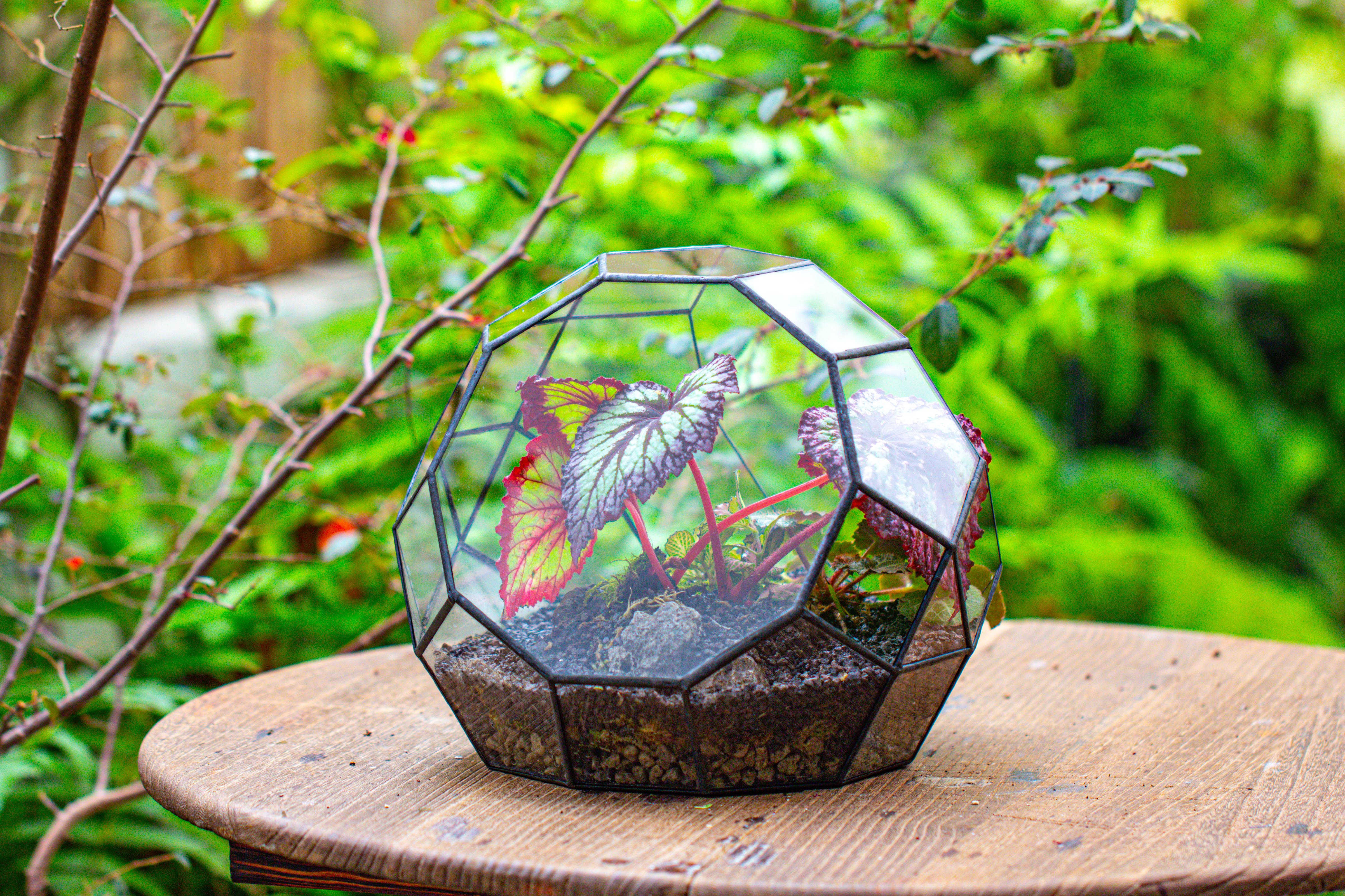 Glass Geometric Moon Terrarium,  Open - NCYPgarden