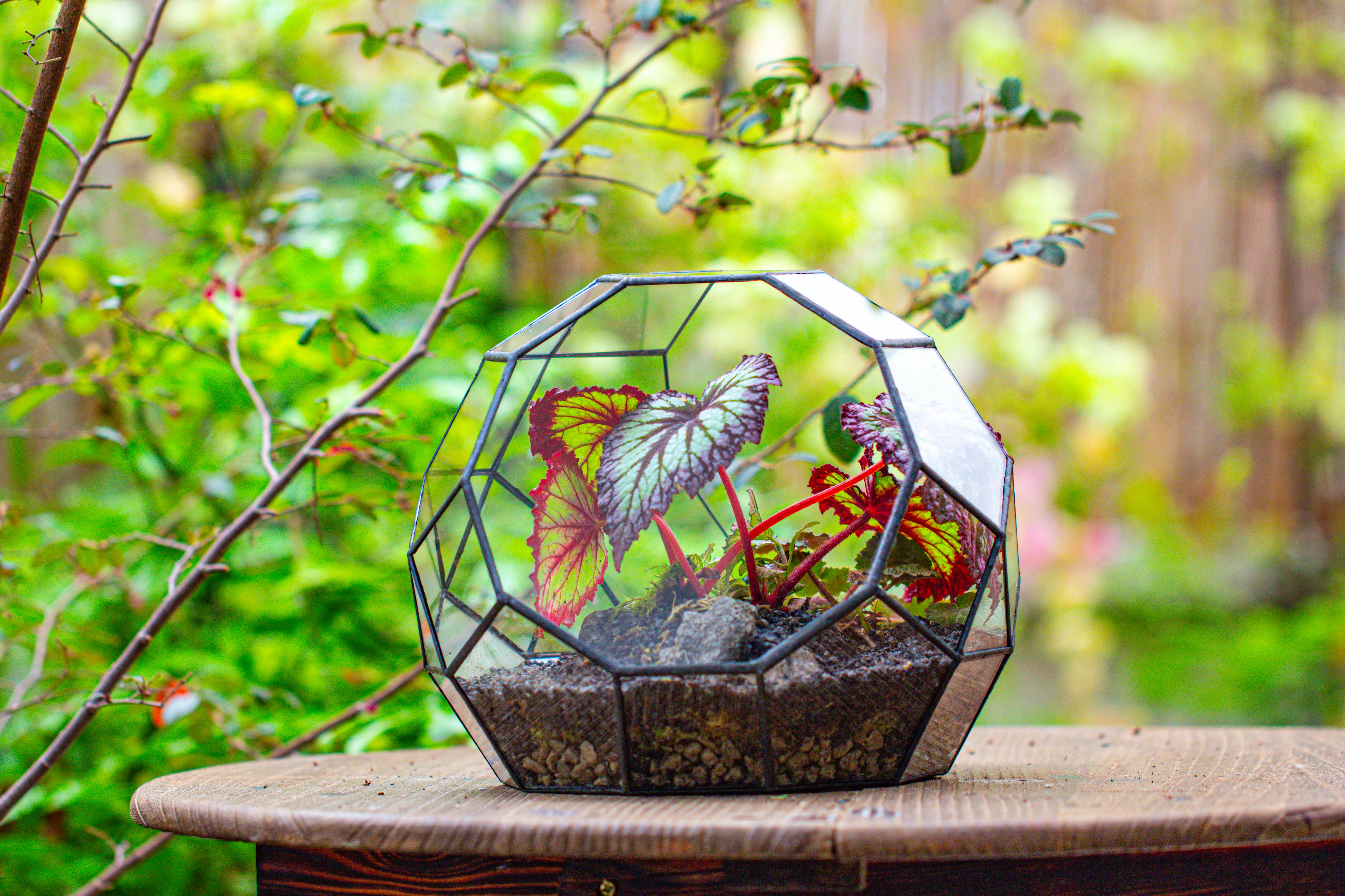 Glass Geometric Moon Terrarium,  Open - NCYPgarden