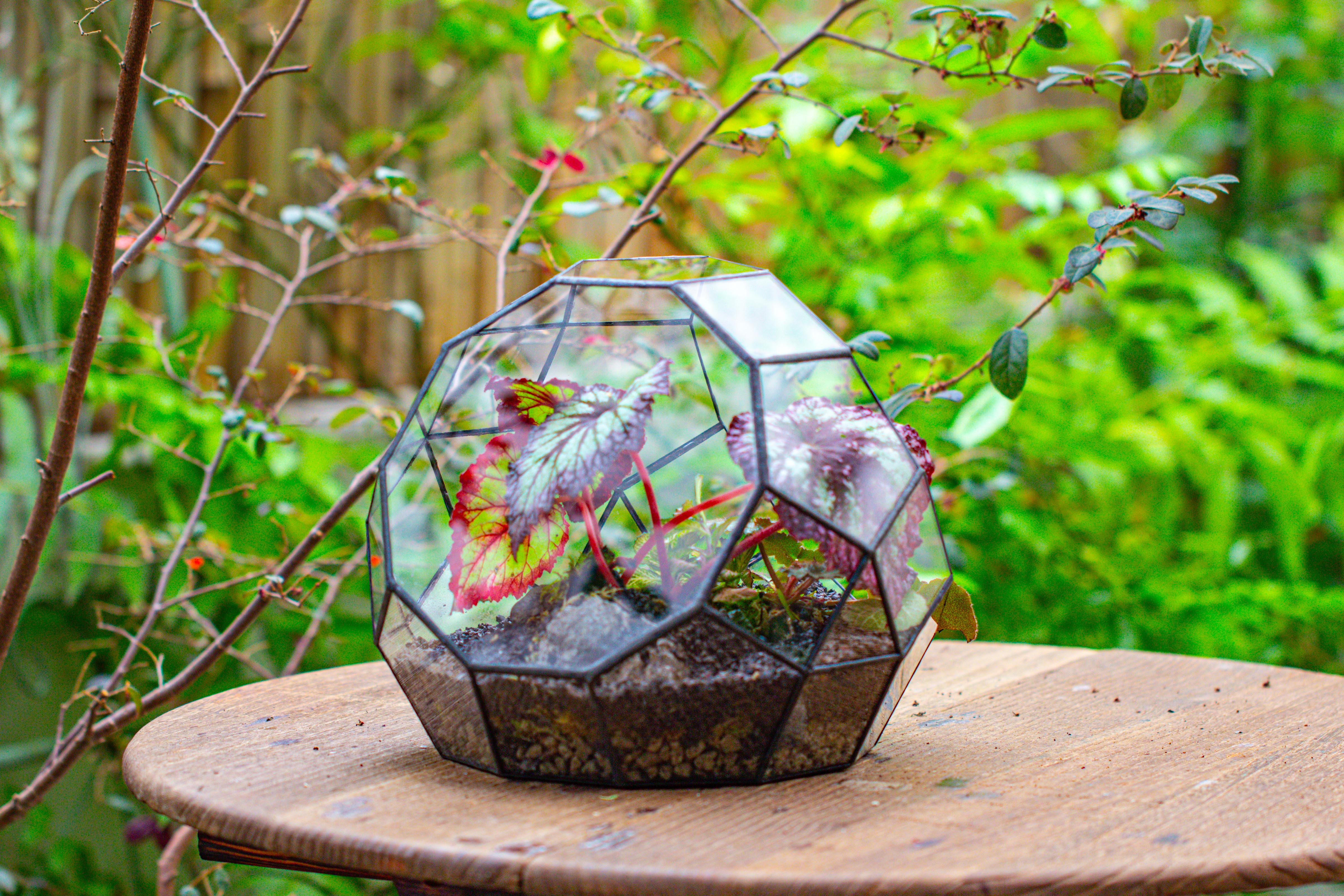 Glass Geometric Moon Terrarium,  Open - NCYPgarden