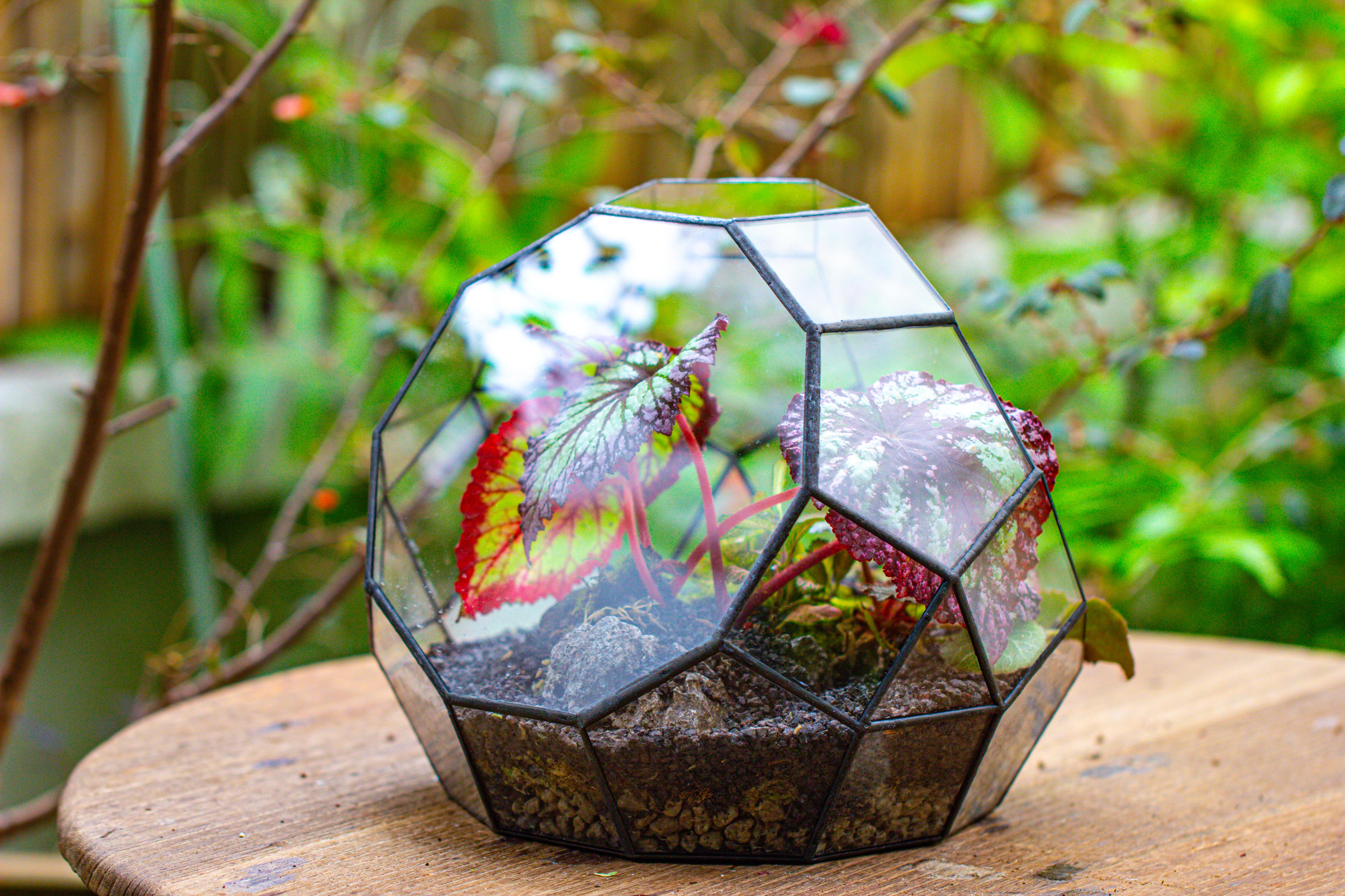 Glass Geometric Moon Terrarium,  Open - NCYPgarden