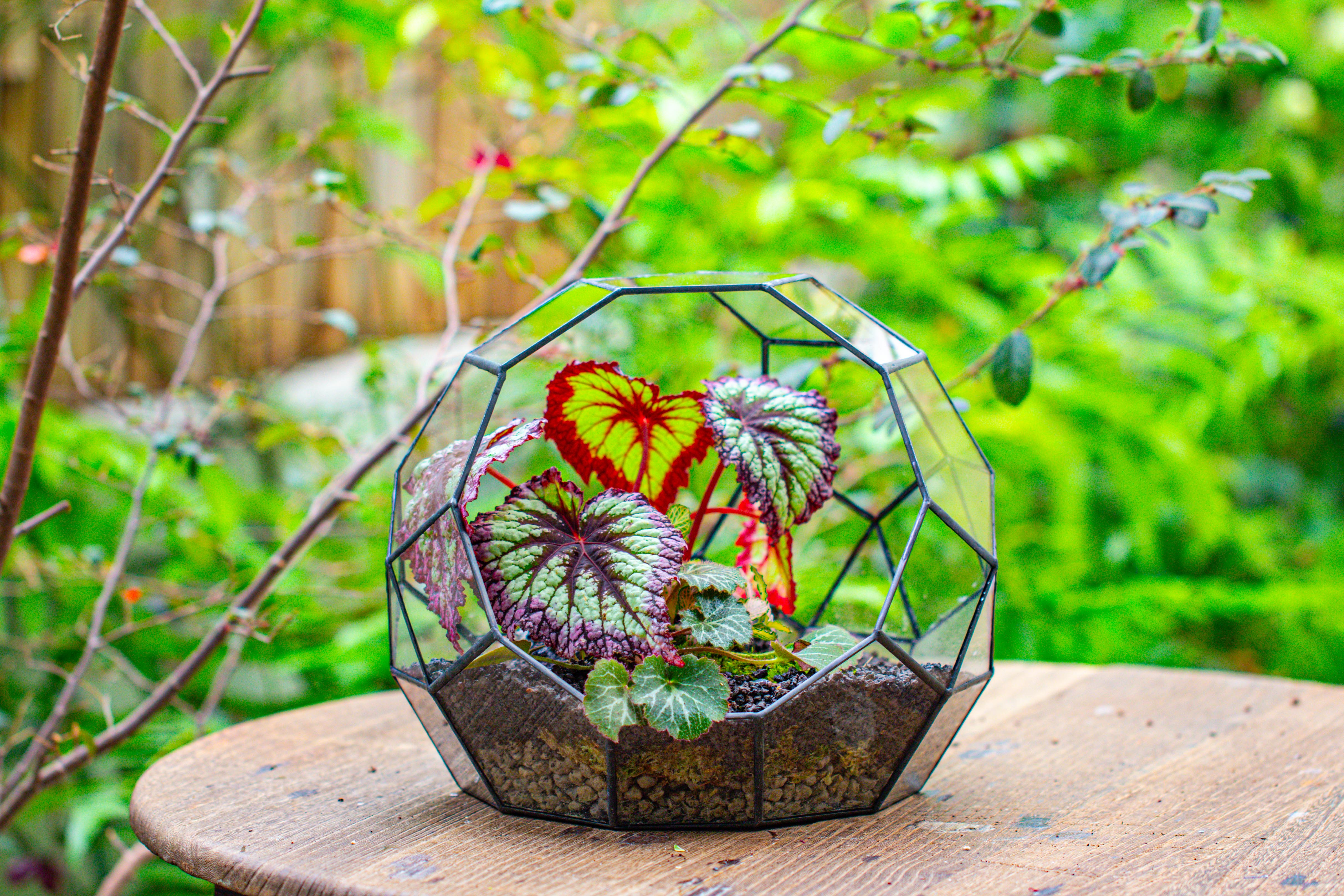 Glass Geometric Moon Terrarium,  Open - NCYPgarden