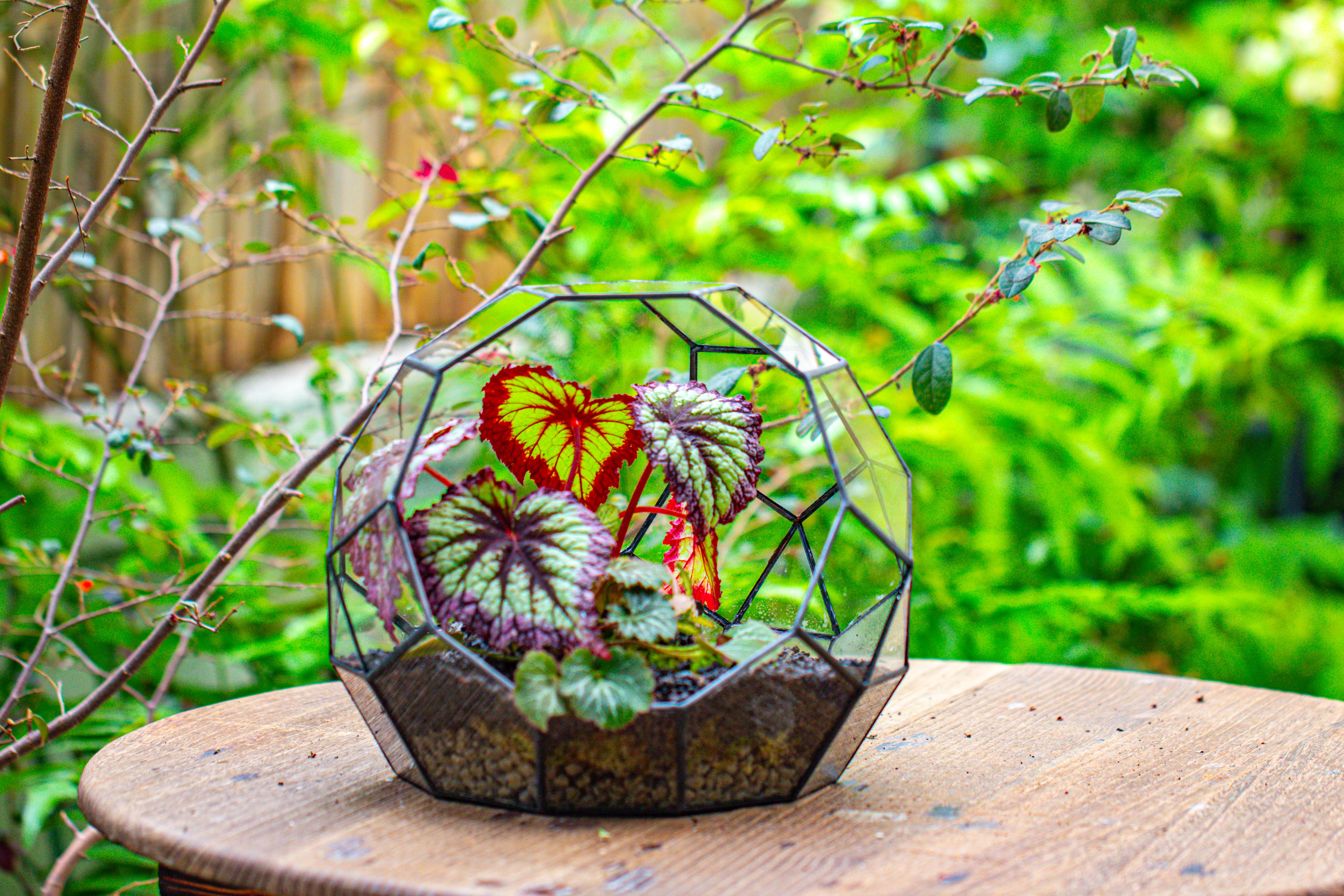 Glass Geometric Moon Terrarium,  Open - NCYPgarden