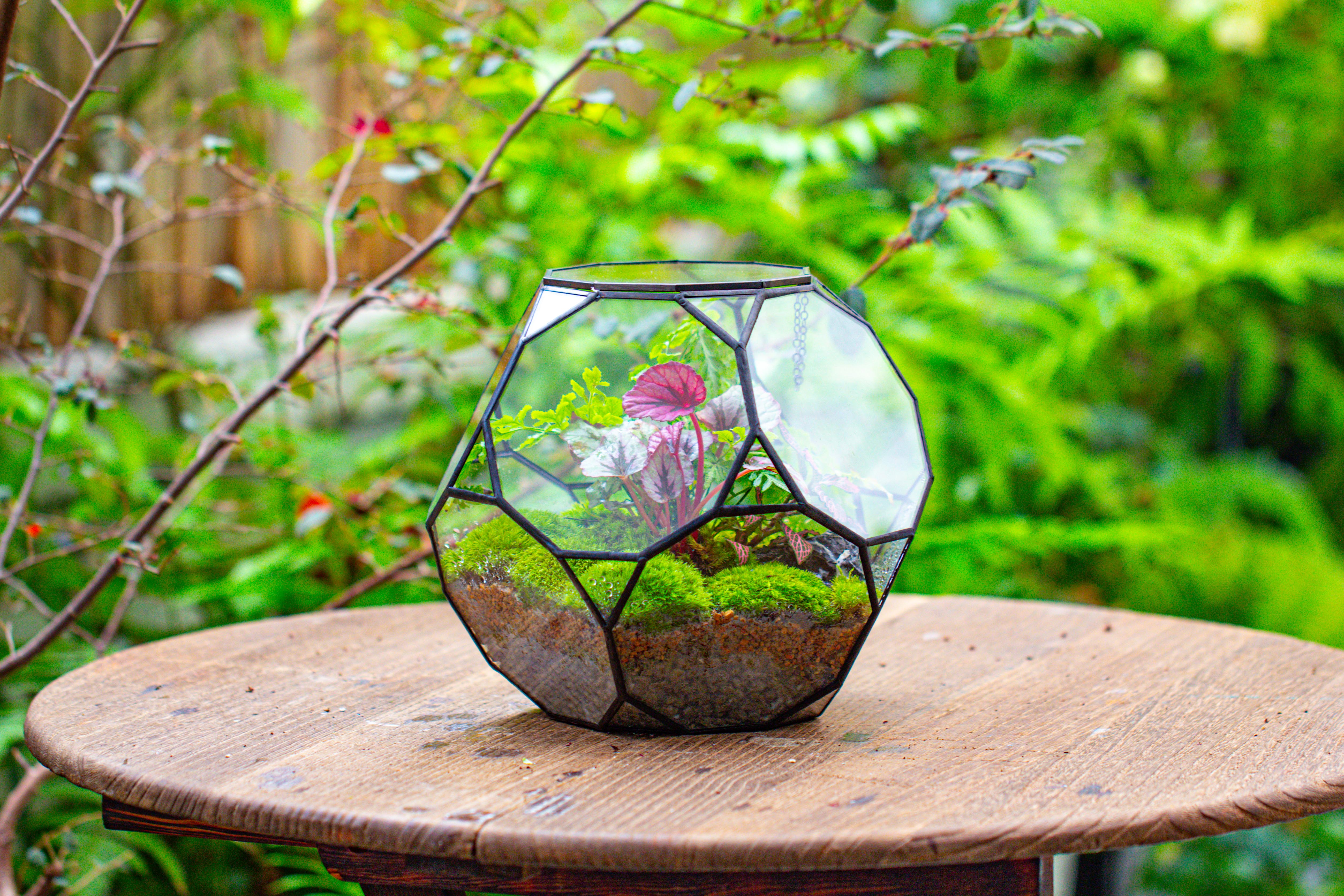 Propagation Station Glass Geometric Terrarium, 32 face , Close, with door, Truncated Dodecahedron - NCYPgarden