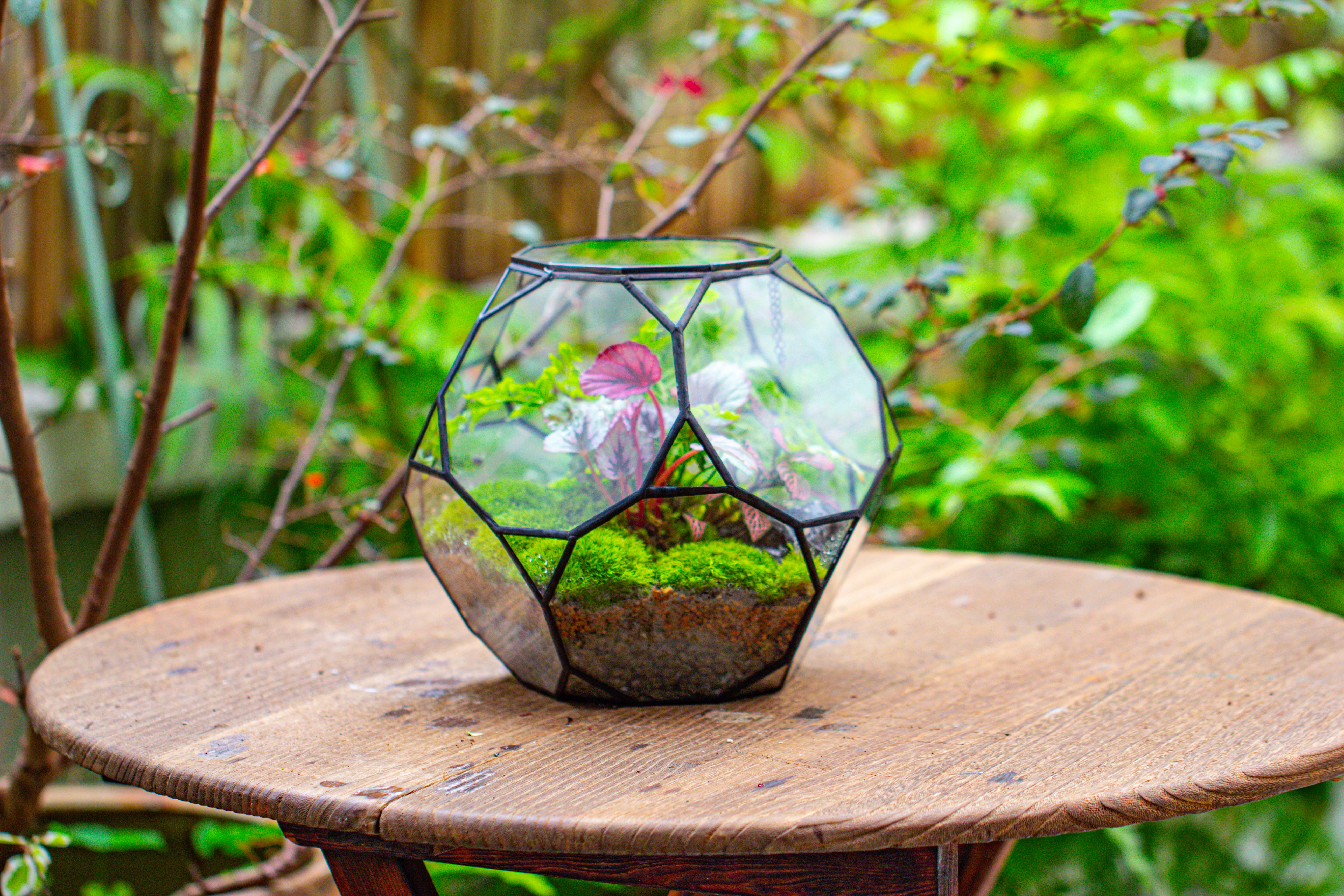Propagation Station Glass Geometric Terrarium, 32 face , Close, with door, Truncated Dodecahedron - NCYPgarden