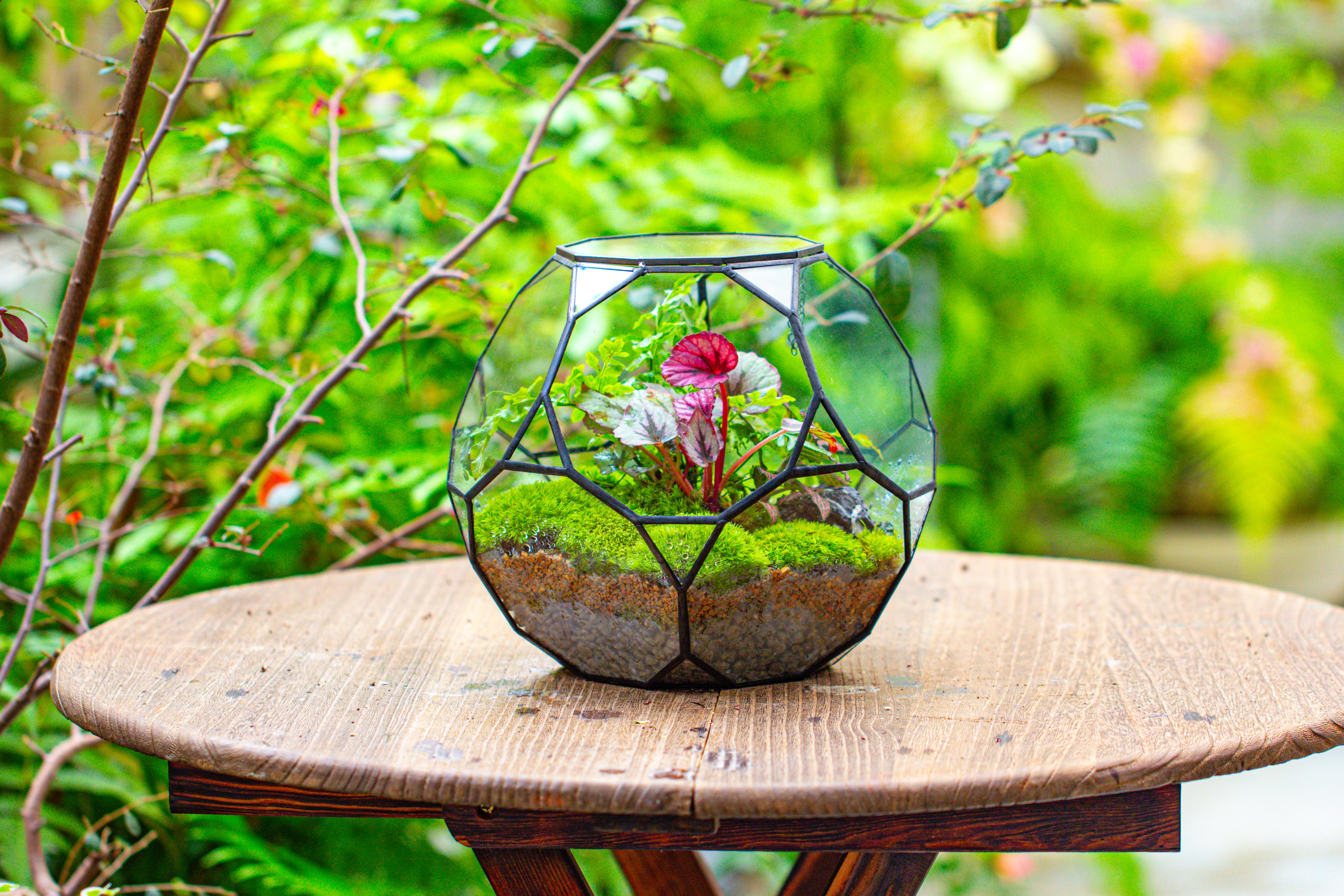Propagation Station Glass Geometric Terrarium, 32 face , Close, with door, Truncated Dodecahedron - NCYPgarden