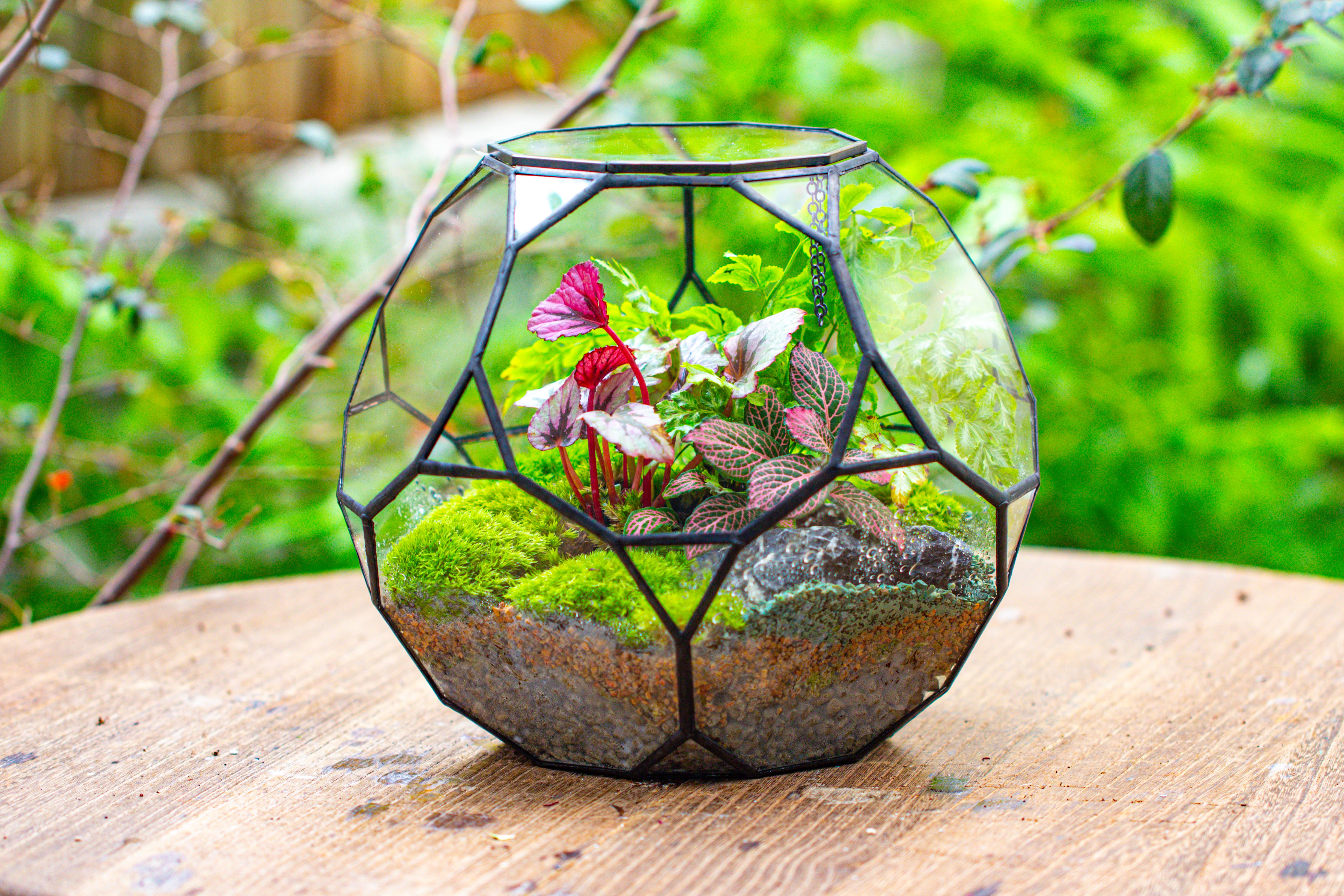 Propagation Station Glass Geometric Terrarium, 32 face , Close, with door, Truncated Dodecahedron - NCYPgarden
