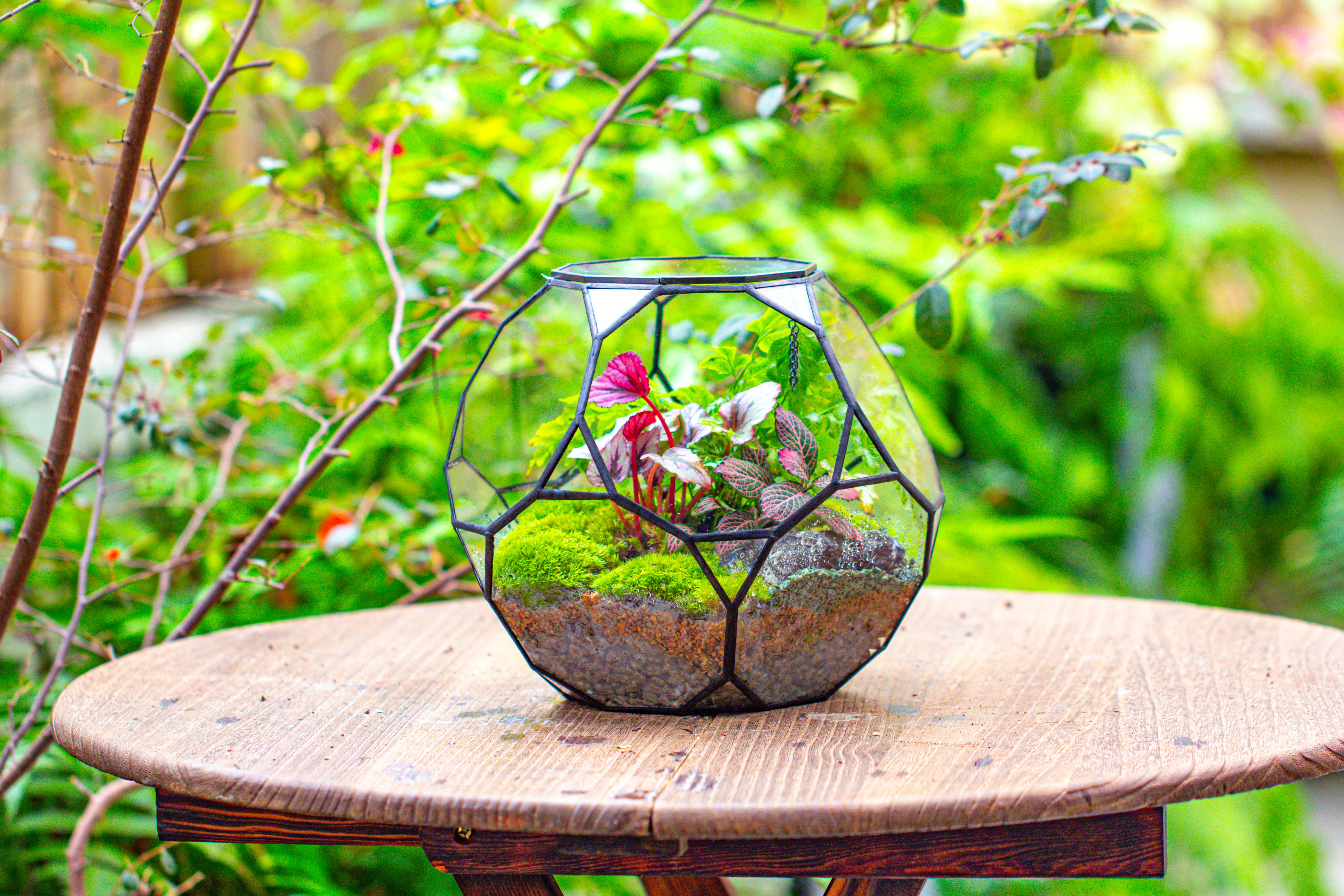 Propagation Station Glass Geometric Terrarium, 32 face , Close, with door, Truncated Dodecahedron - NCYPgarden