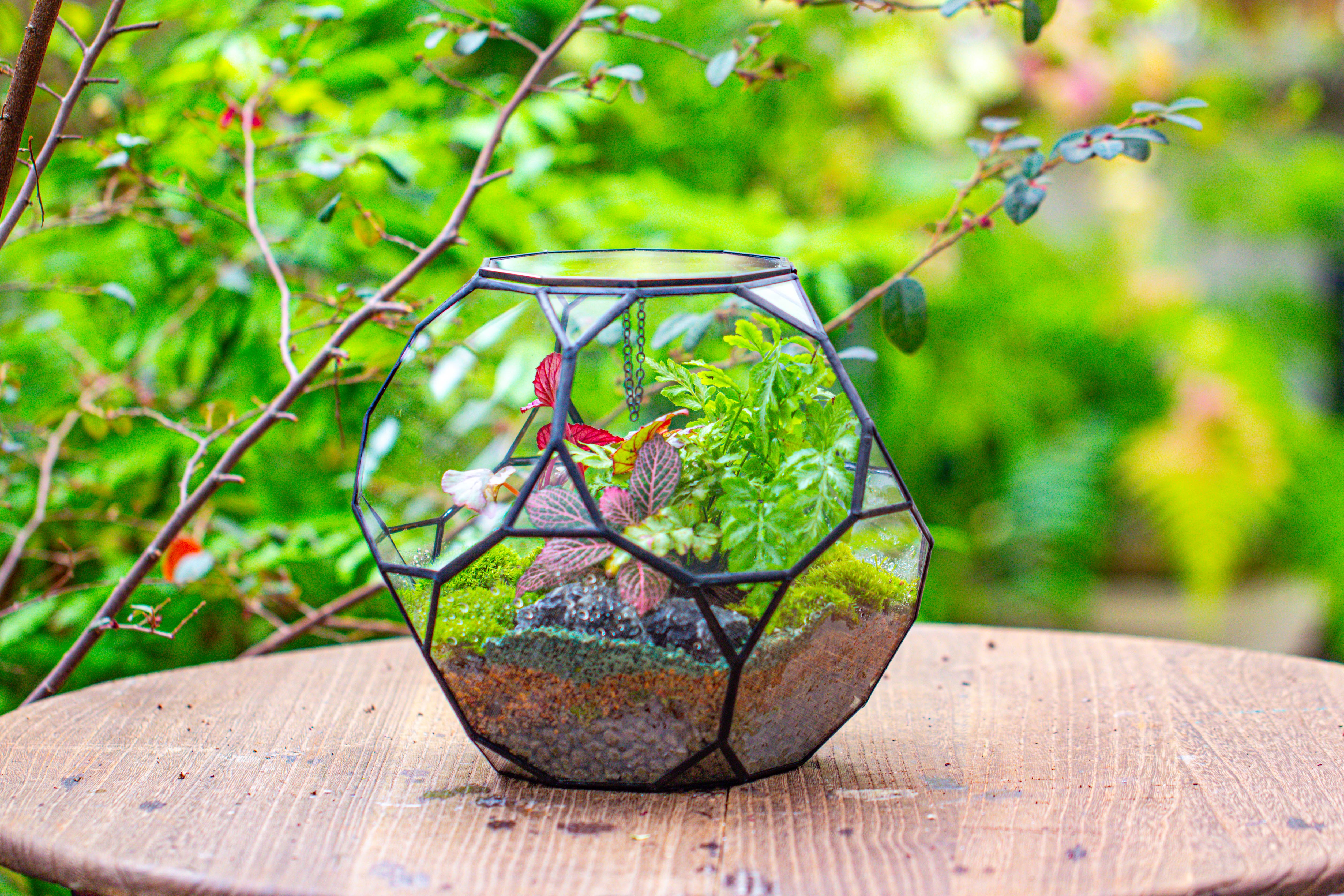 Propagation Station Glass Geometric Terrarium, 32 face , Close, with door, Truncated Dodecahedron - NCYPgarden