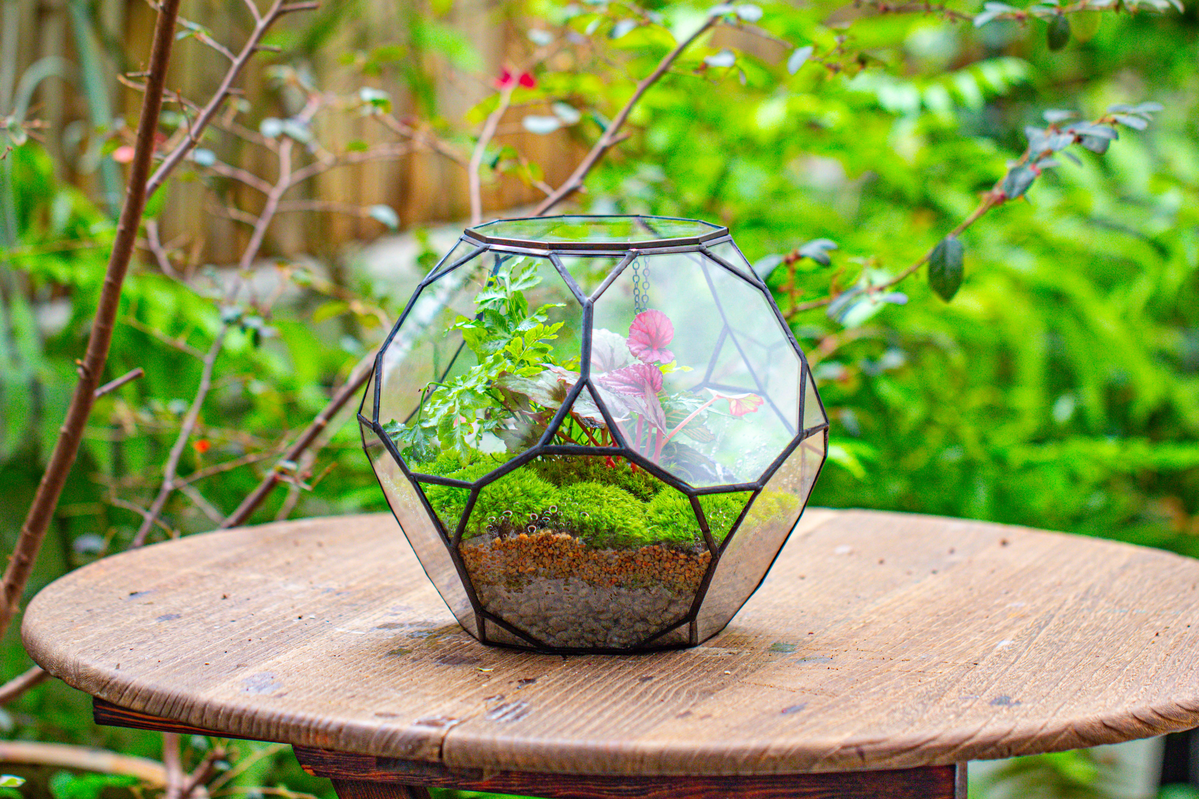 Propagation Station Glass Geometric Terrarium, 32 face , Close, with door, Truncated Dodecahedron - NCYPgarden