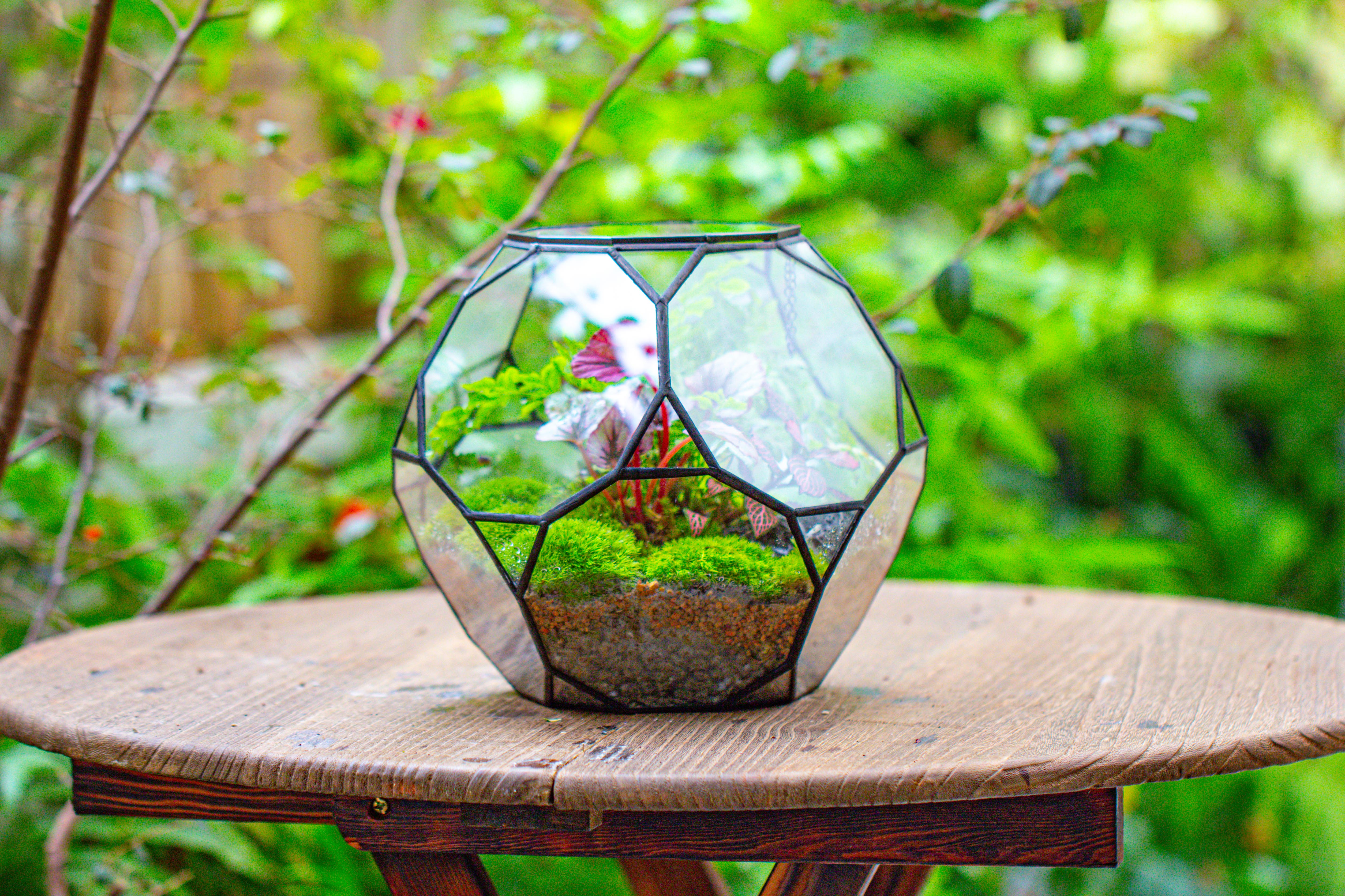 Propagation Station Glass Geometric Terrarium, 32 face , Close, with door, Truncated Dodecahedron - NCYPgarden