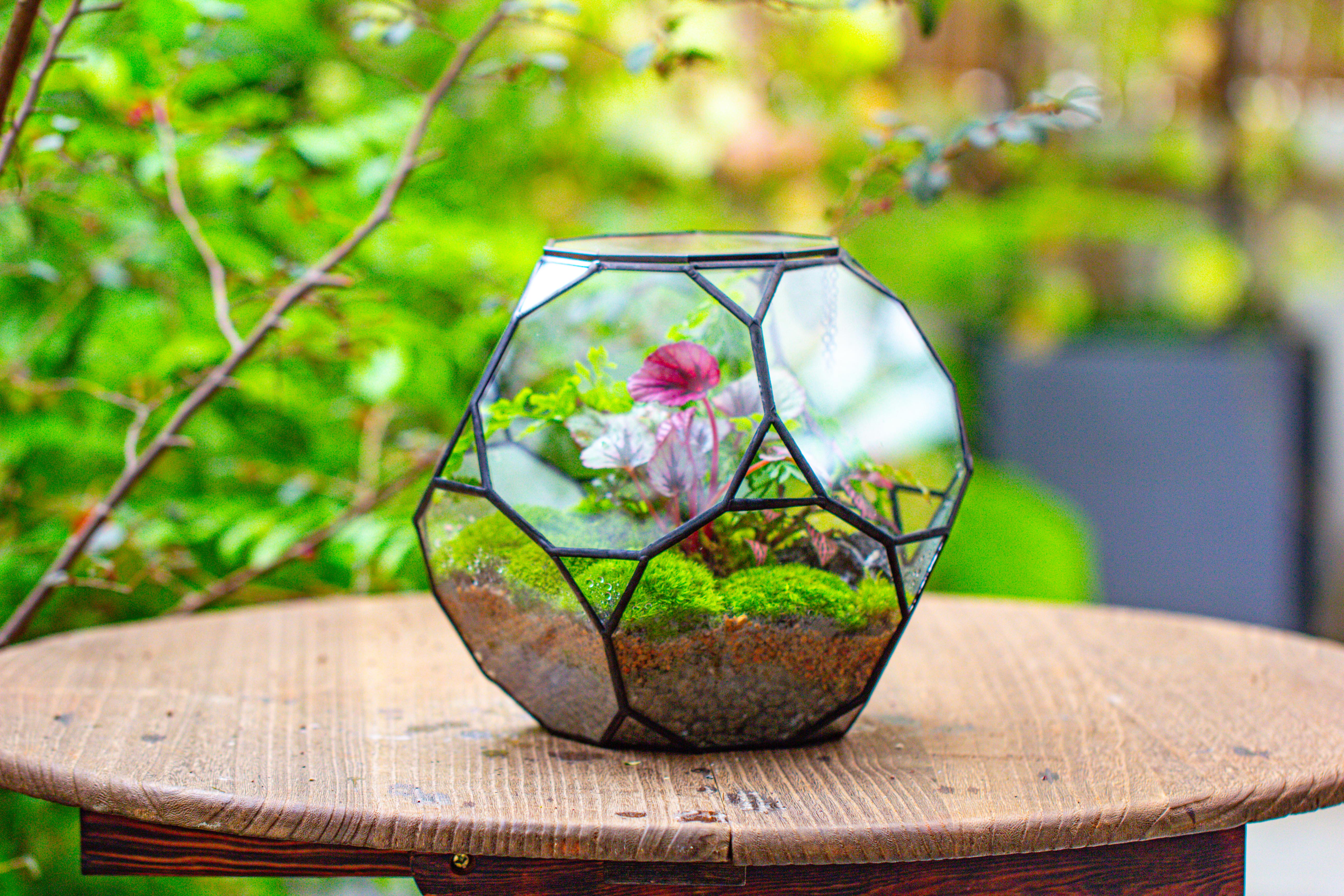 Propagation Station Glass Geometric Terrarium, 32 face , Close, with door, Truncated Dodecahedron - NCYPgarden