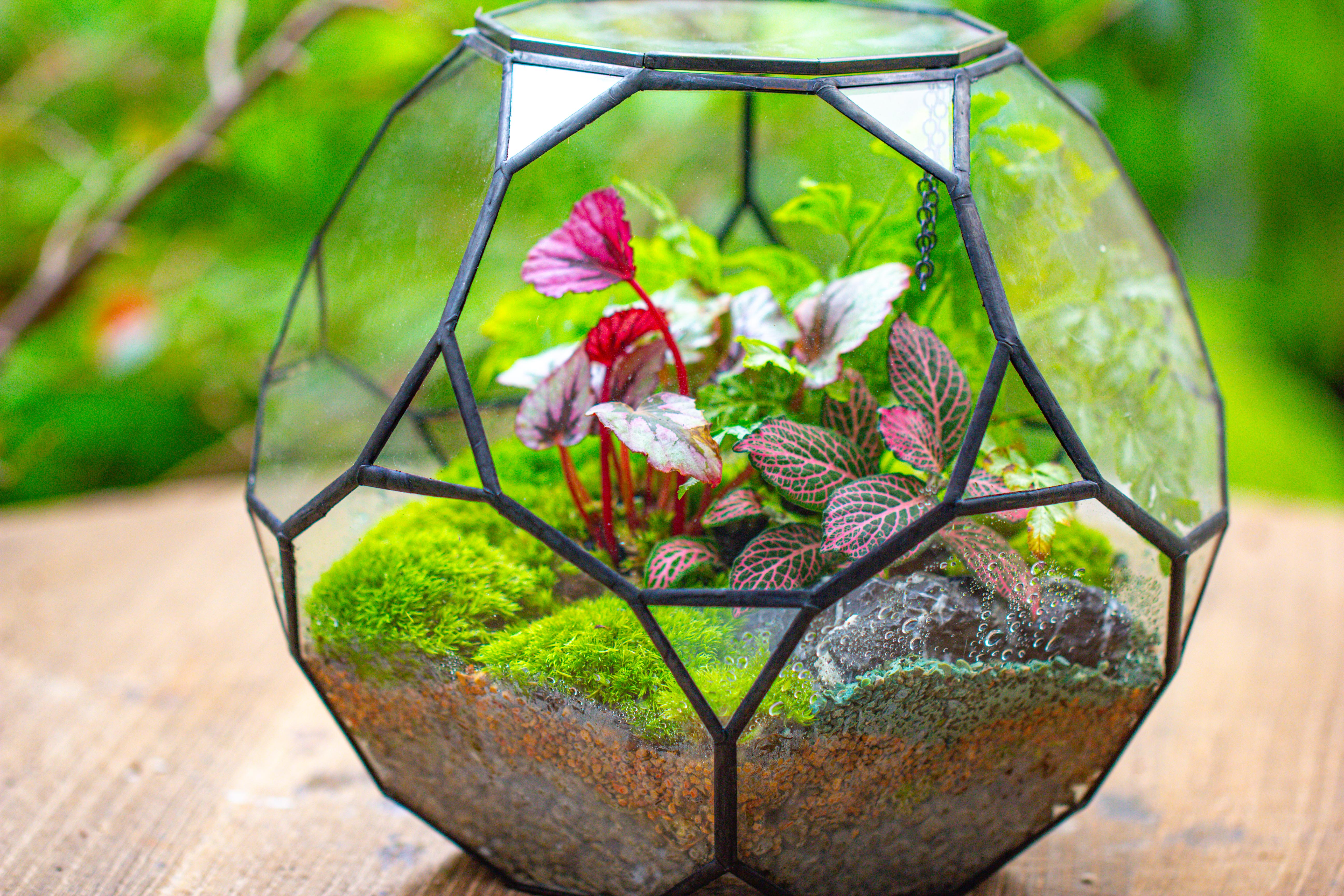 Propagation Station Glass Geometric Terrarium, 32 face , Close, with door, Truncated Dodecahedron - NCYPgarden