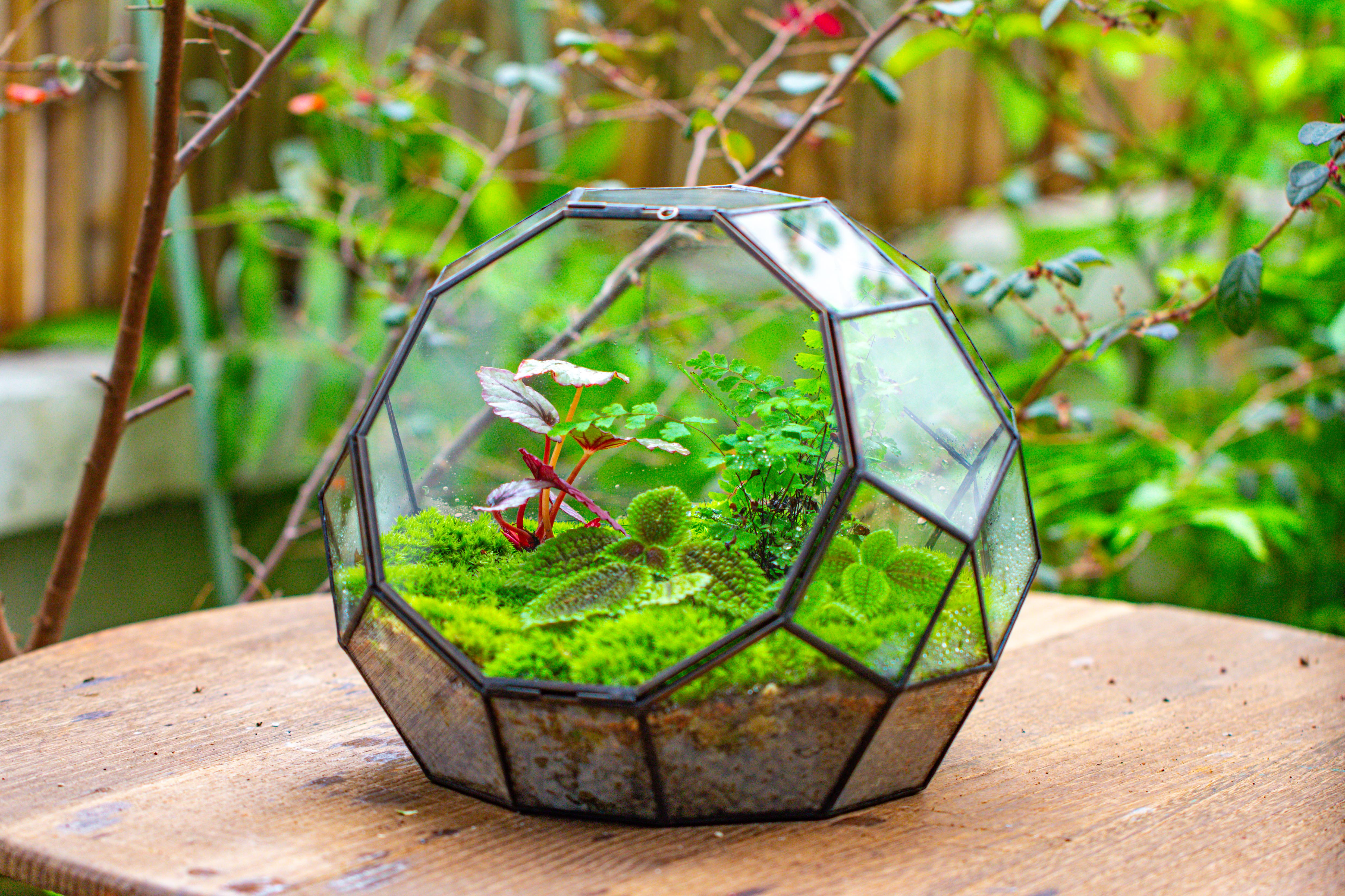 Propagation Station Glass Geometric Moon Terrarium,  Close, with door - NCYPgarden