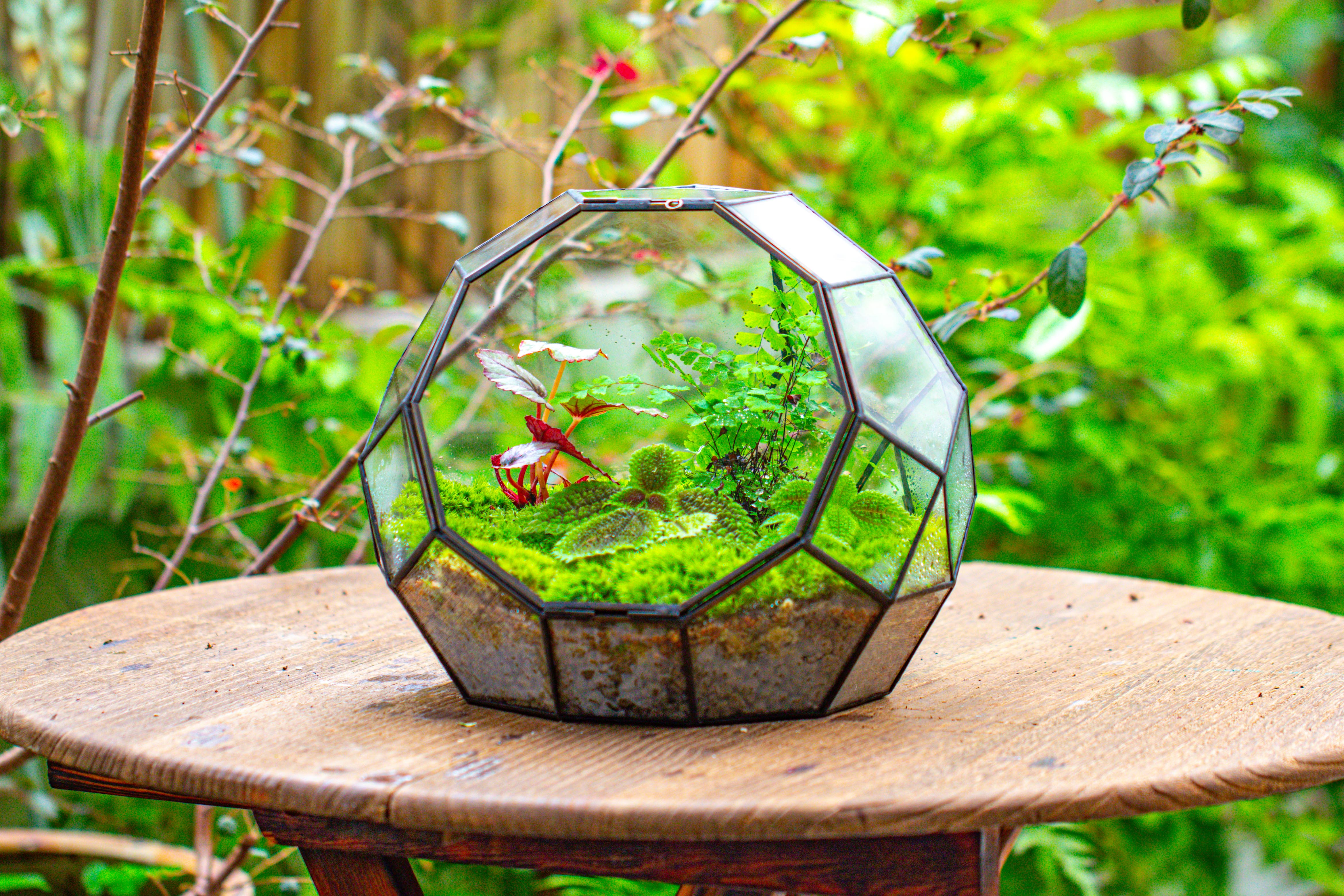 Propagation Station Glass Geometric Moon Terrarium,  Close, with door - NCYPgarden